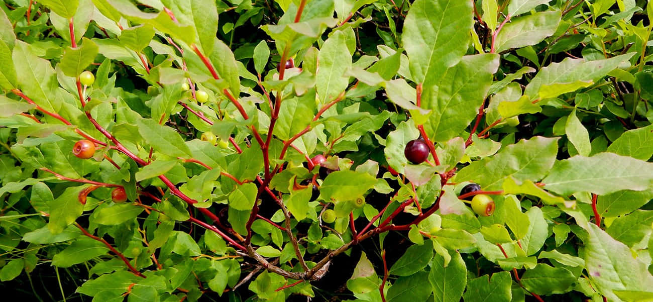  壁紙 — 充滿活力的綠色葉子與紅色莖幹，懷抱著紫色和黃色色調的成熟漿果。