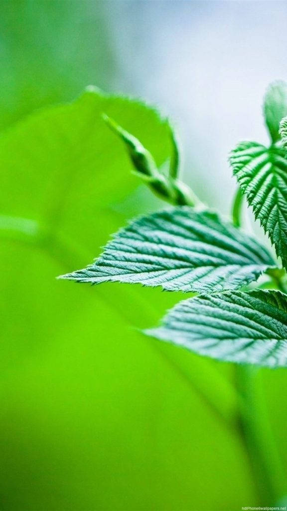 Leaves 桌布 壁紙 — 充滿活力的綠色葉片，帶有細緻的葉脈和柔和模糊的背景，營造出清新自然的特寫。