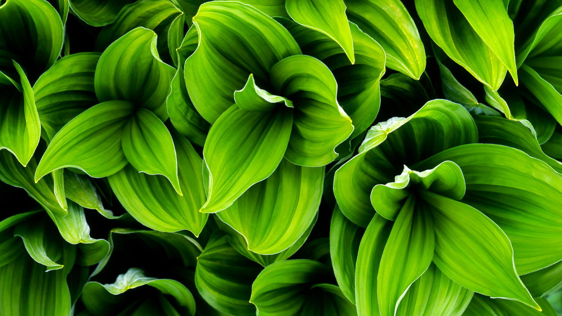 Green Plant 桌布 壁紙 — 充滿活力的綠色葉片，邊緣彎曲，質感光澤，在深色背景上形成茂密濃密的圖案。