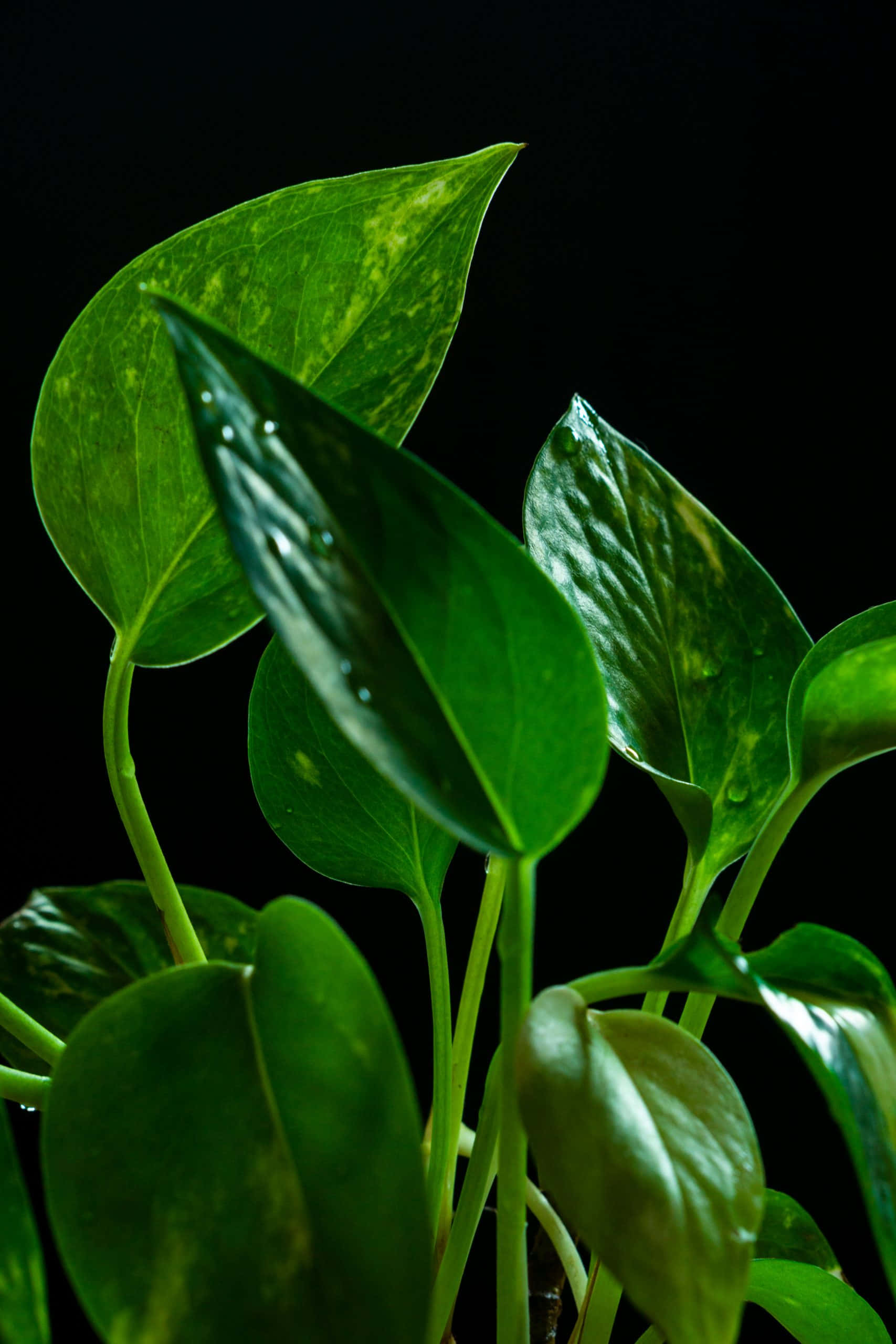 plants 桌布 壁紙 — 充滿活力的綠色葉片上的水珠在純黑背景下閃閃發光，呈現戲劇性的特寫。