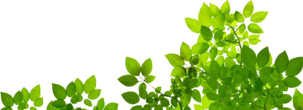綠色自然 桌布 壁紙 — 充滿活力的綠色葉片以對角線方式傾瀉在純白背景上，形成大膽的圖形構圖。
