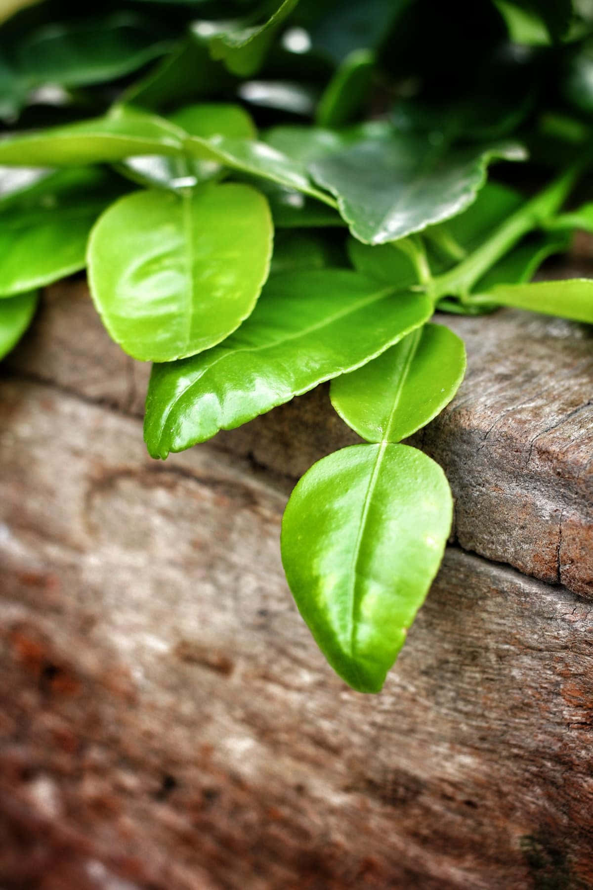 citrus 桌布 壁紙 — 充滿活力的綠色葉片帶有光澤質感，靜置於風化的木板上，呈現自然特寫鏡頭。