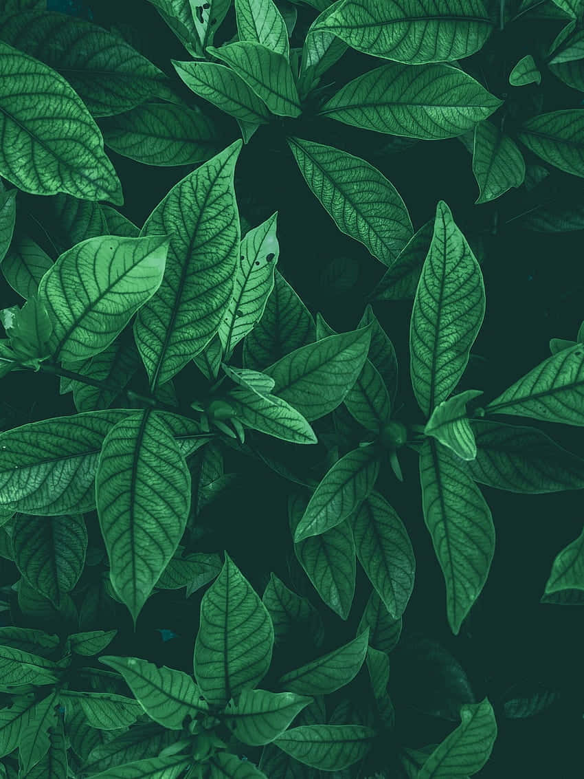 Aesthetic Leaf 桌布 壁紙 — 充滿活力的綠色葉片帶有細緻的葉脈，在深色背景上填滿畫面，營造出茂盛的自然圖案。