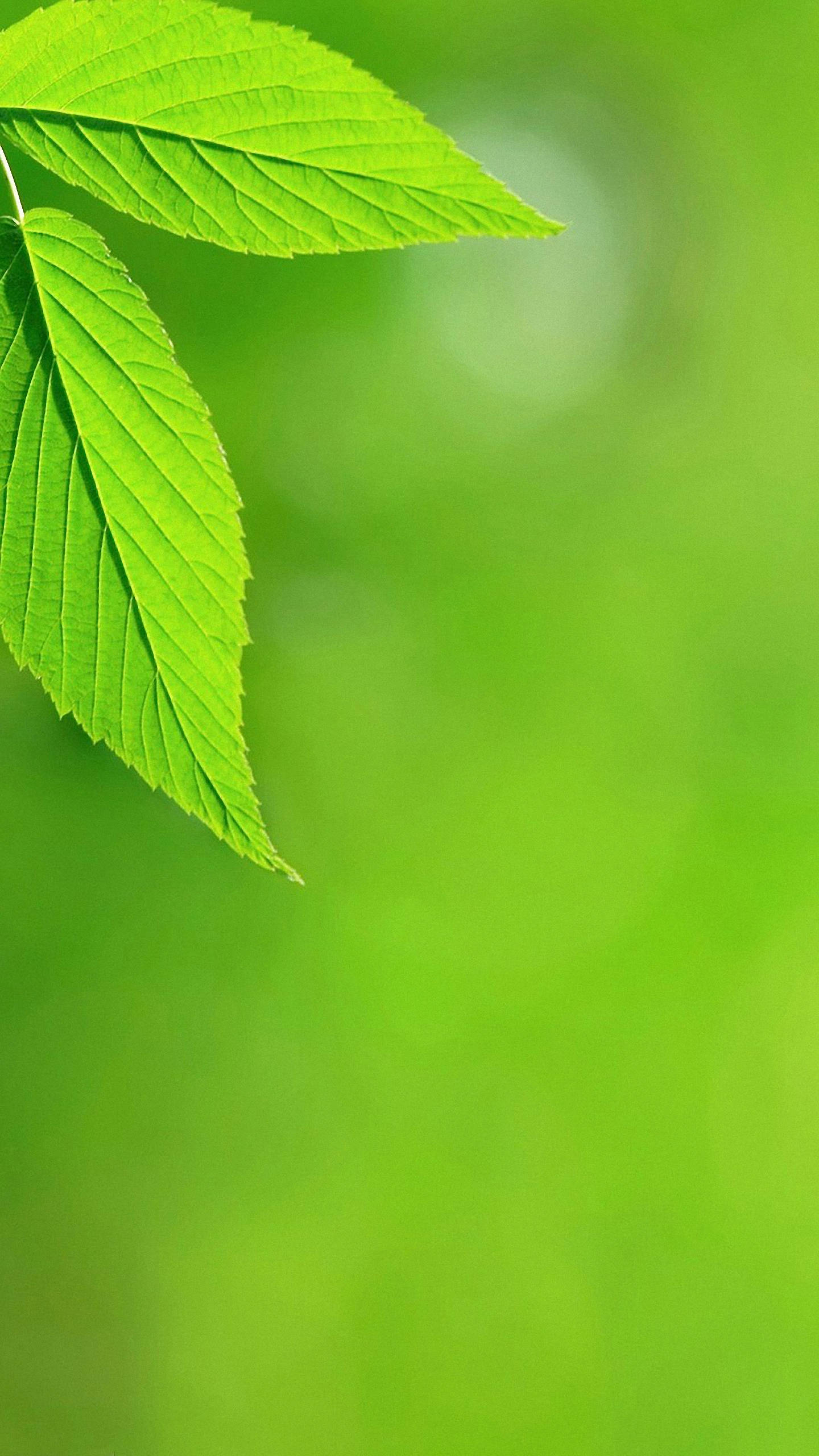 Leaves 桌布 壁紙 — 充滿活力的綠色葉片帶有細緻的葉脈，在柔和的模糊綠色背景上框住左上角。