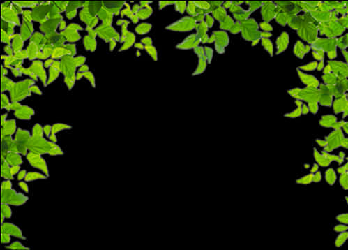 Green Border 桌布 壁紙 — 充滿活力的綠色葉片形成自然邊框，在茂盛的植物設計中襯托黑色背景。