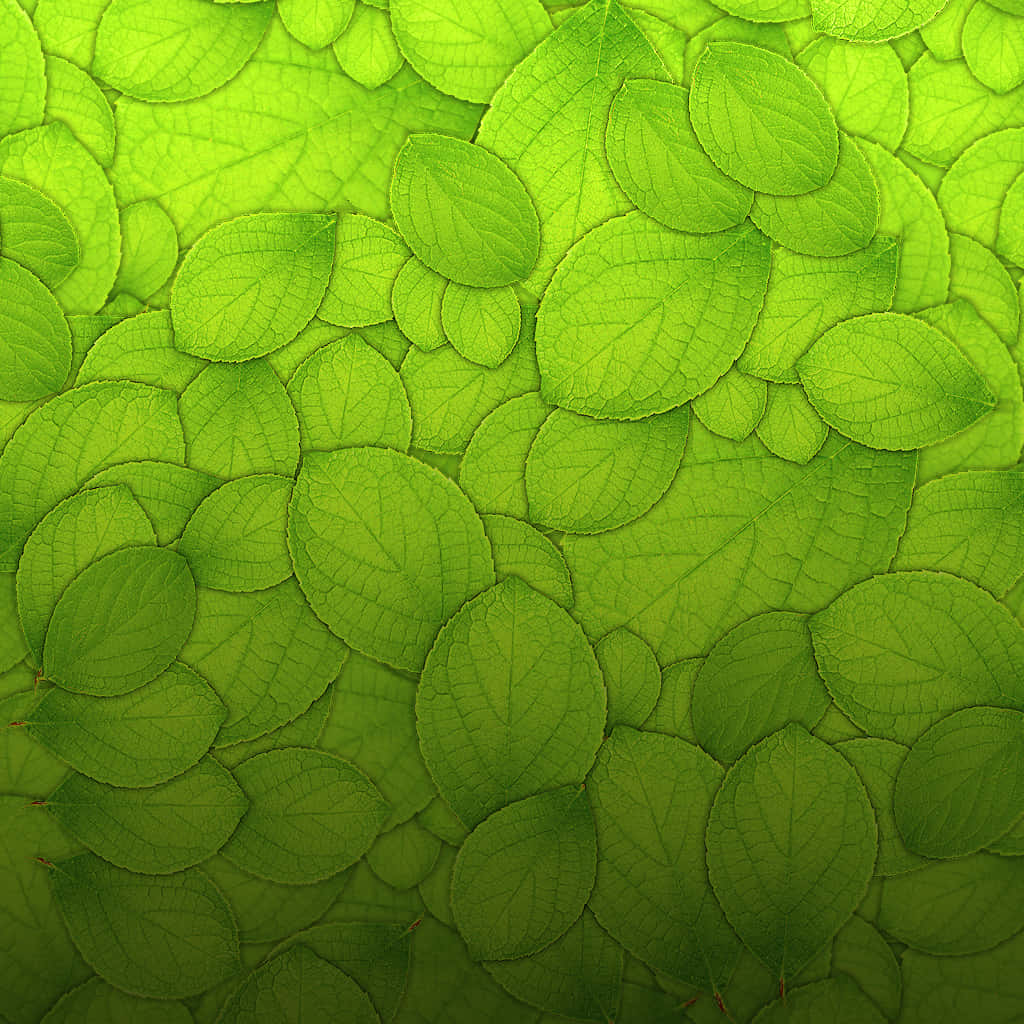 Green Leaves 桌布 壁紙 — 充滿活力的綠色葉片重疊，形成密集、有紋理的圖案，葉脈清晰可見，陰影柔和。