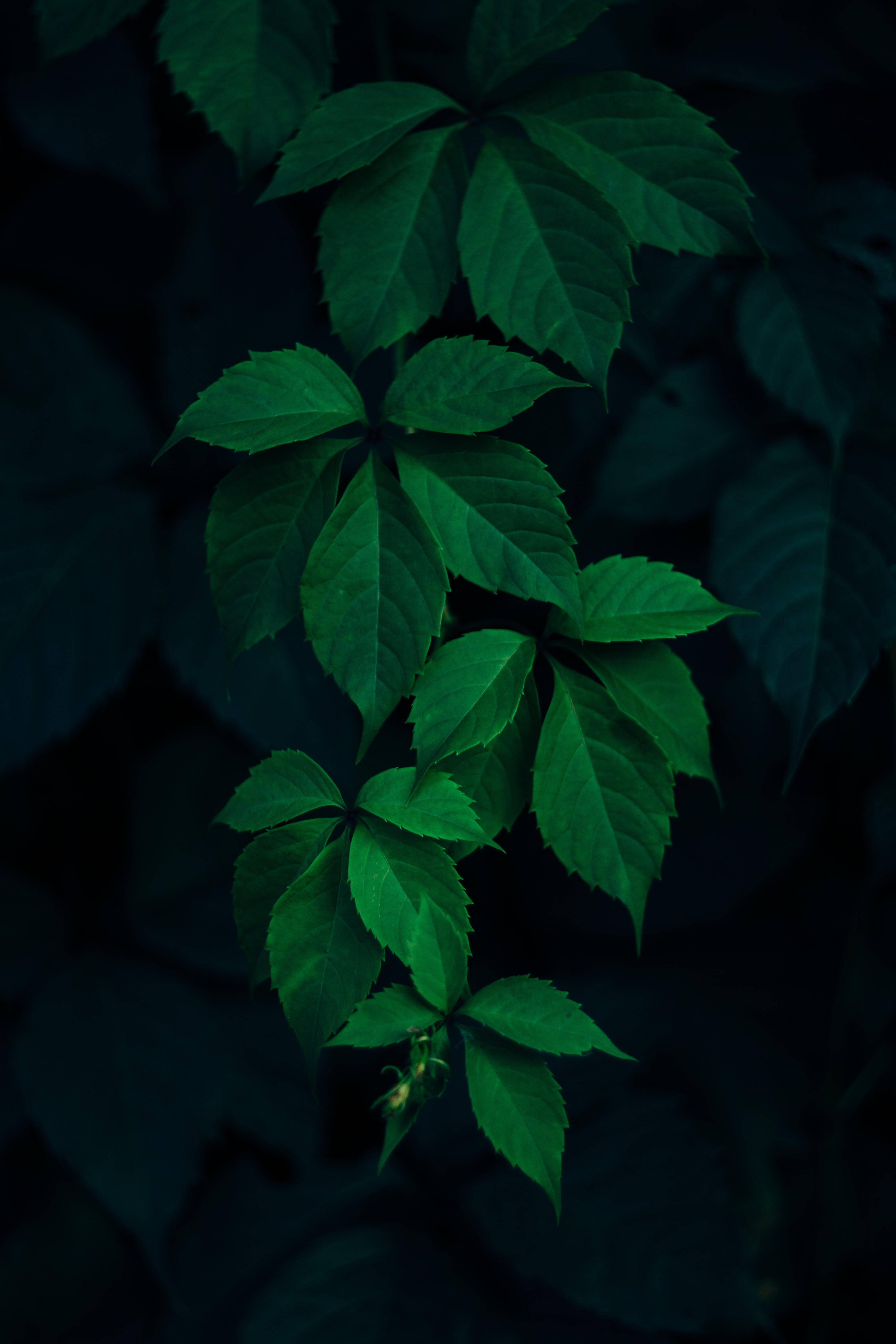 Green Leaves 桌布 壁紙 — 充滿活力的綠色葉藤在深色陰影背景下垂直攀爬，營造出情緒化的特寫。