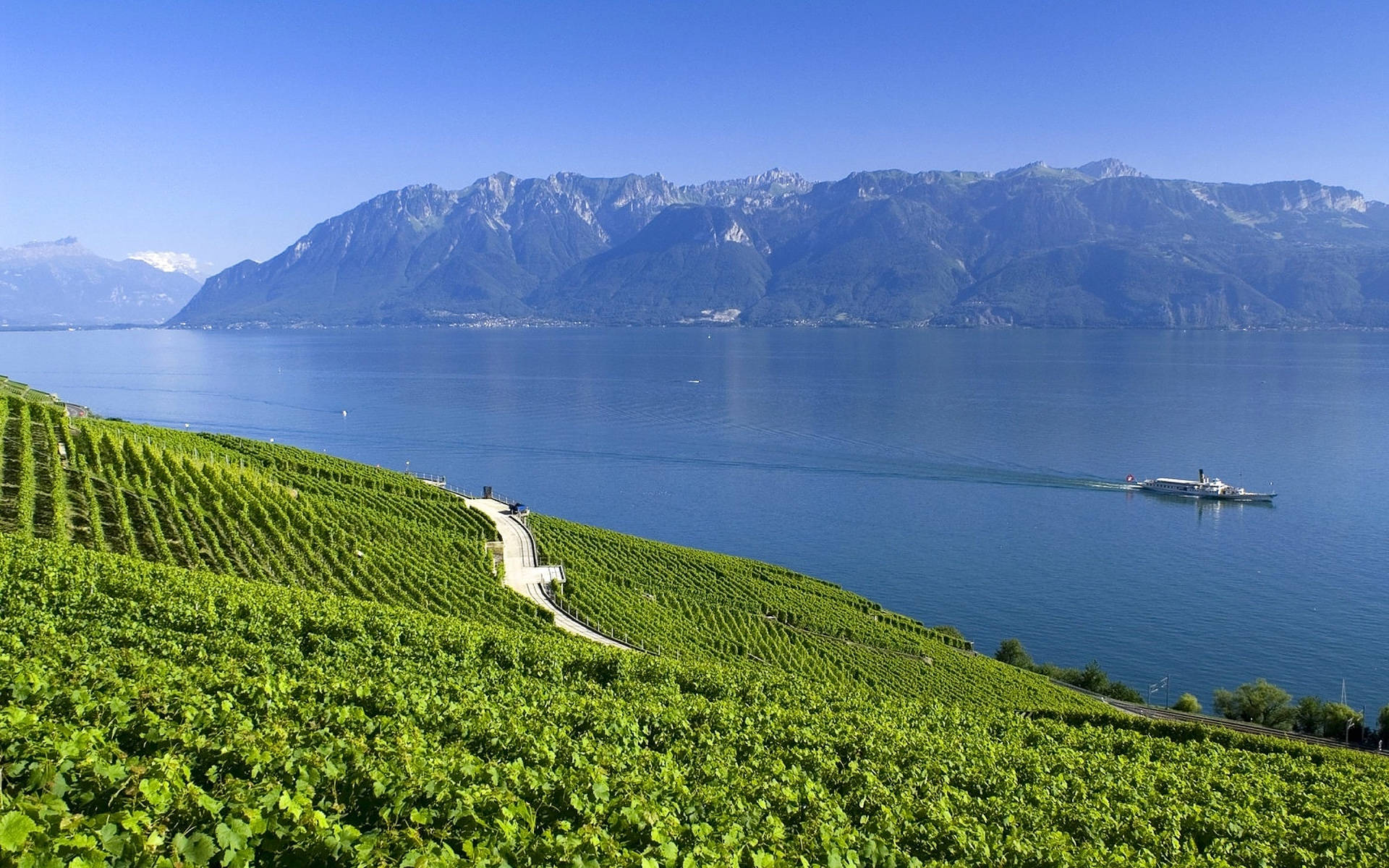 Alps 桌布 壁紙 — 充滿活力的綠色葡萄園沿著山坡傾瀉而下，流向平靜的藍色湖泊，遠處有白雪覆蓋的山峰，天空晴朗。
