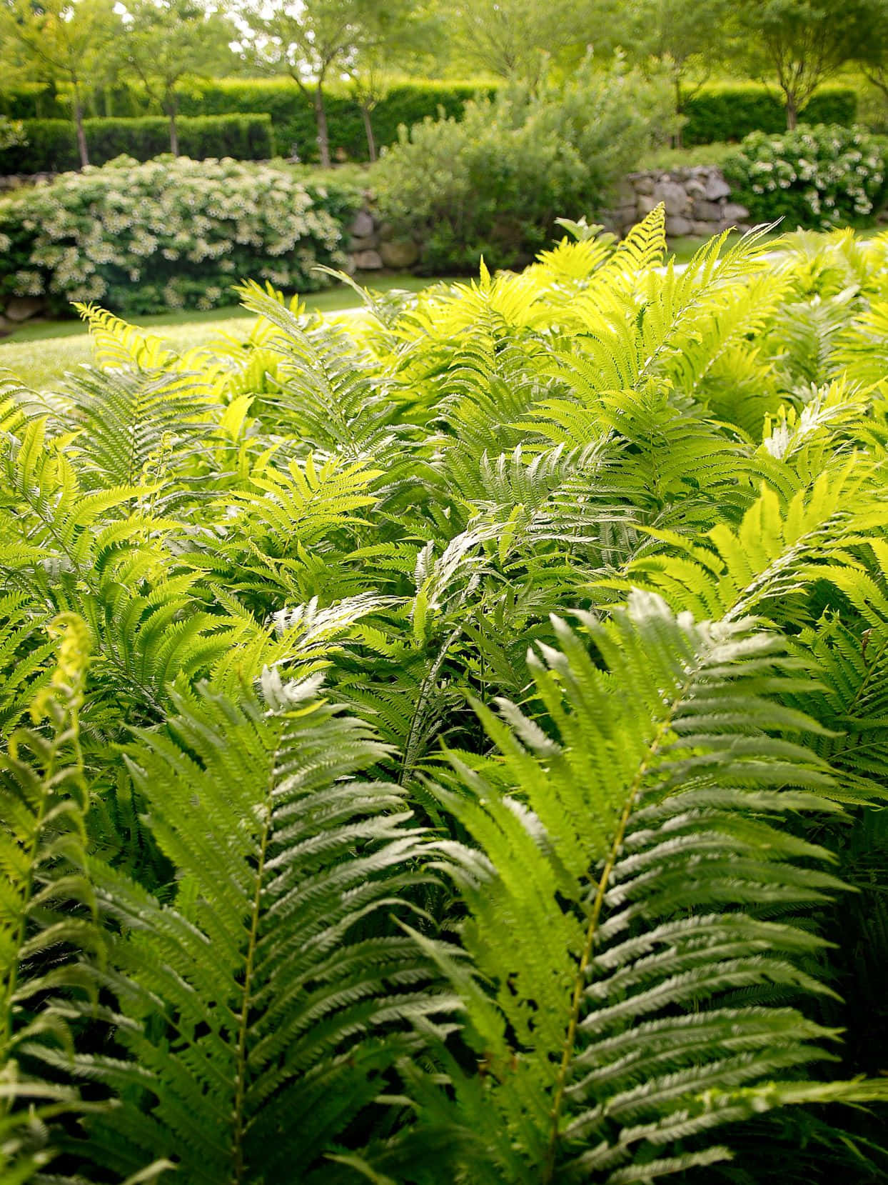 Green Fern 桌布 壁紙 — 充滿活力的綠色蕨類植物以細緻的葉片填滿前景，而修剪整齊的花園和石牆在後方逐漸化為柔和的焦點。