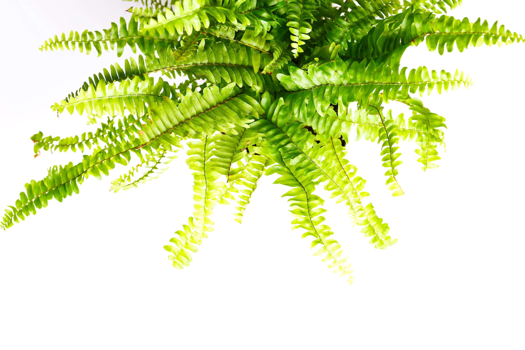 Green Fern 桌布 壁紙 — 充滿活力的綠色蕨類葉子在明亮的攝影棚拍攝中，優雅地垂落在純白色背景上。