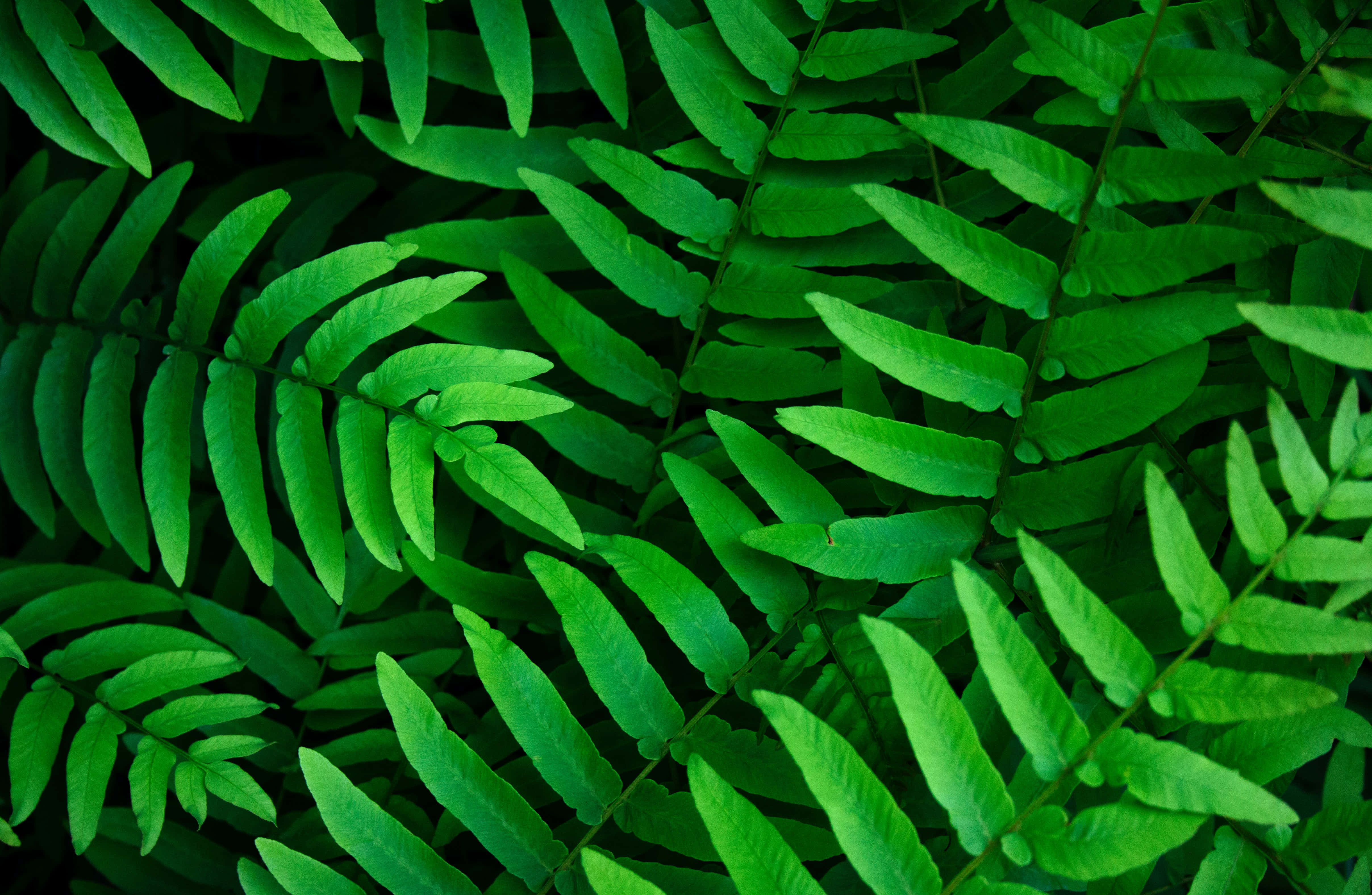 leafy 桌布 壁紙 — 充滿活力的綠色蕨類葉子在柔和漫射光下以密集的自然圖案重疊。