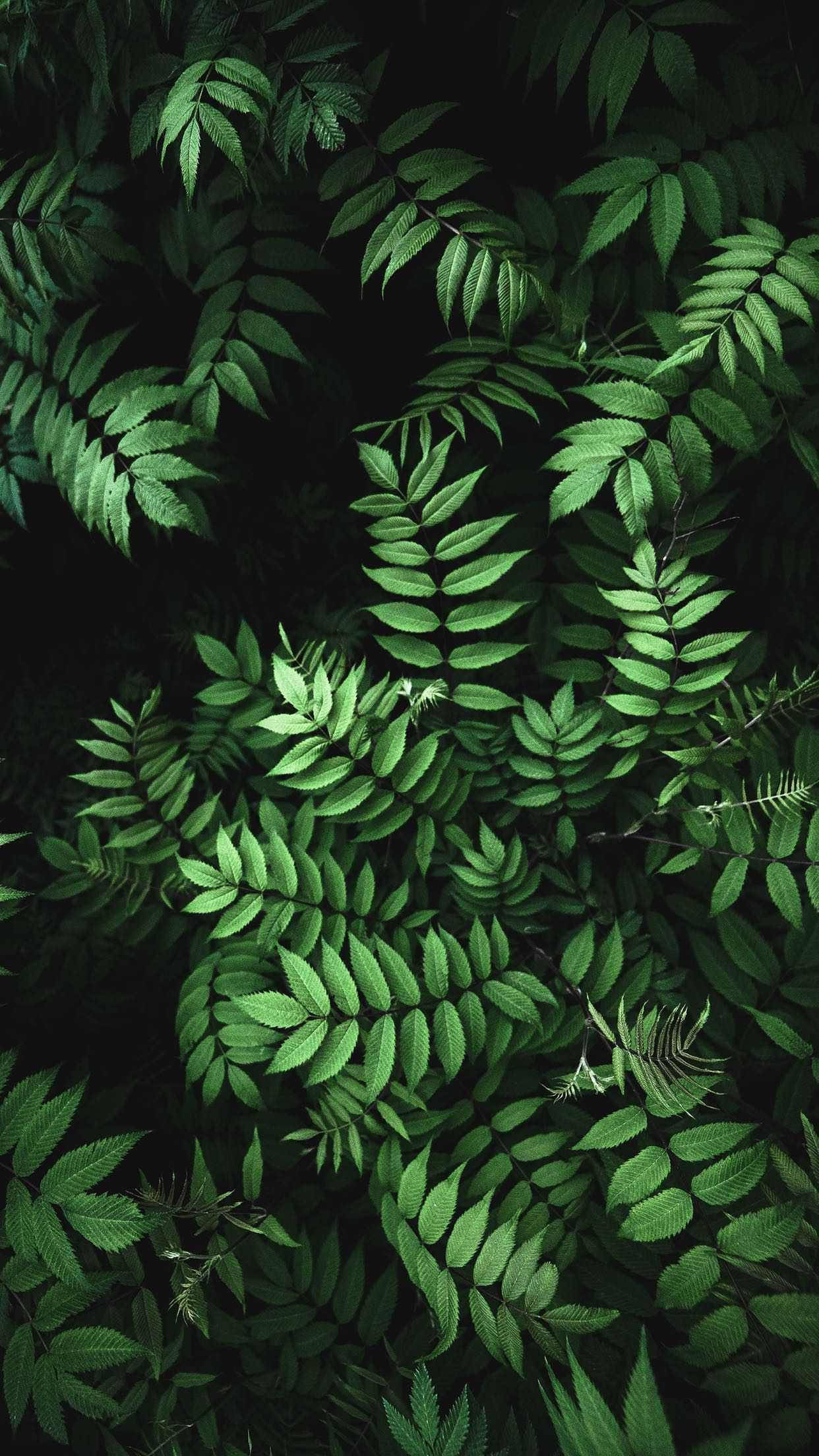 Leaves 桌布 壁紙 — 充滿活力的綠色蕨類葉子在深色背景上密集重疊，營造出茂盛的自然圖案。