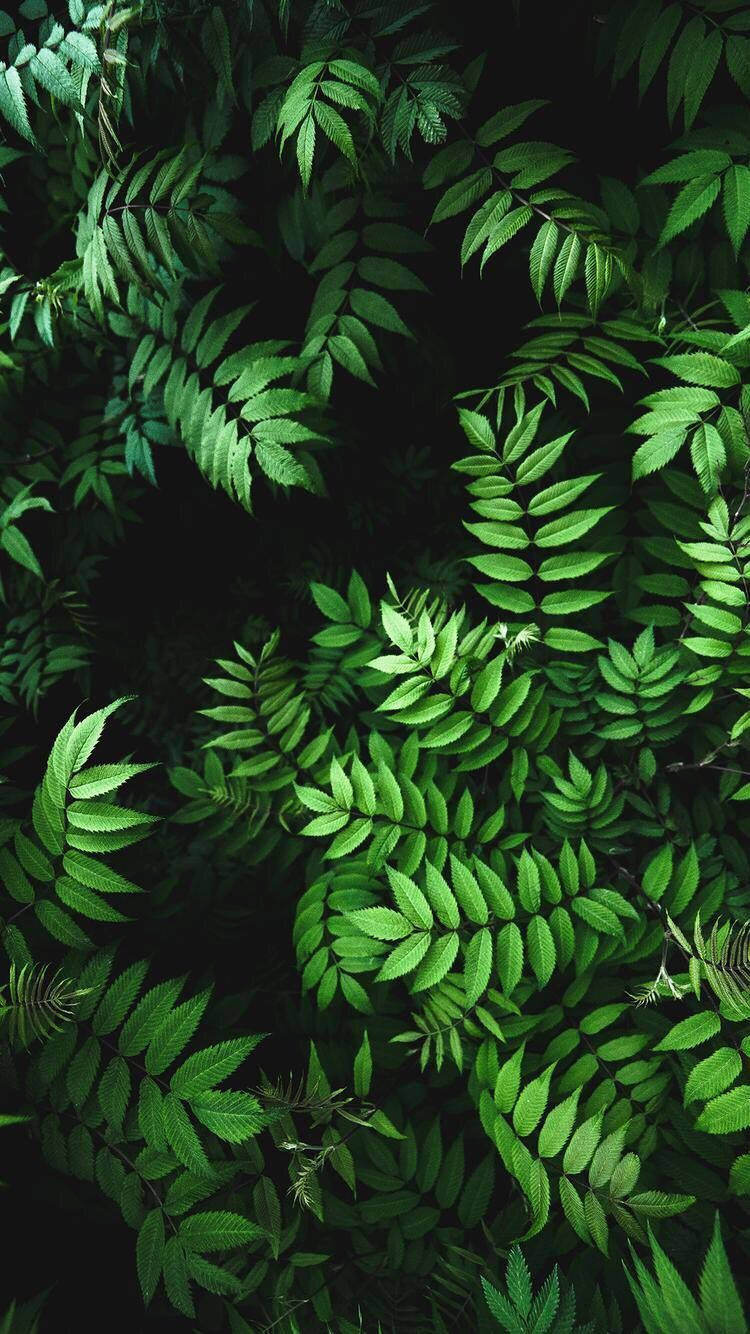 葉子 桌布 壁紙 — 充滿活力的綠色蕨類葉子在深色背景上密集重疊，形成茂盛的自然圖案。