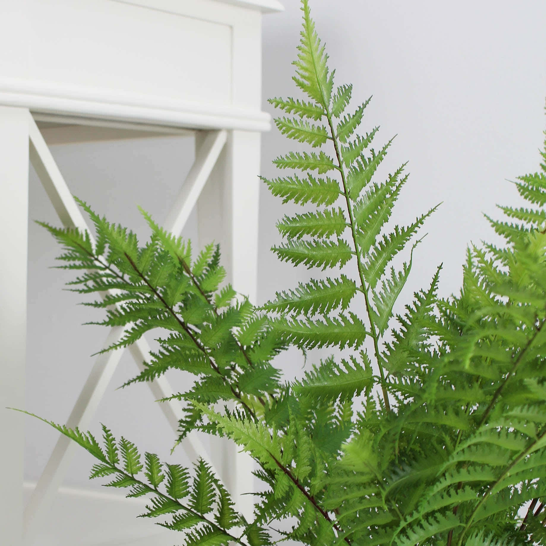 Green Fern 桌布 壁紙 — 充滿活力的綠色蕨類葉片，帶有精緻的鋸齒邊緣，填滿了畫面，背景是潔白的木製櫥櫃。