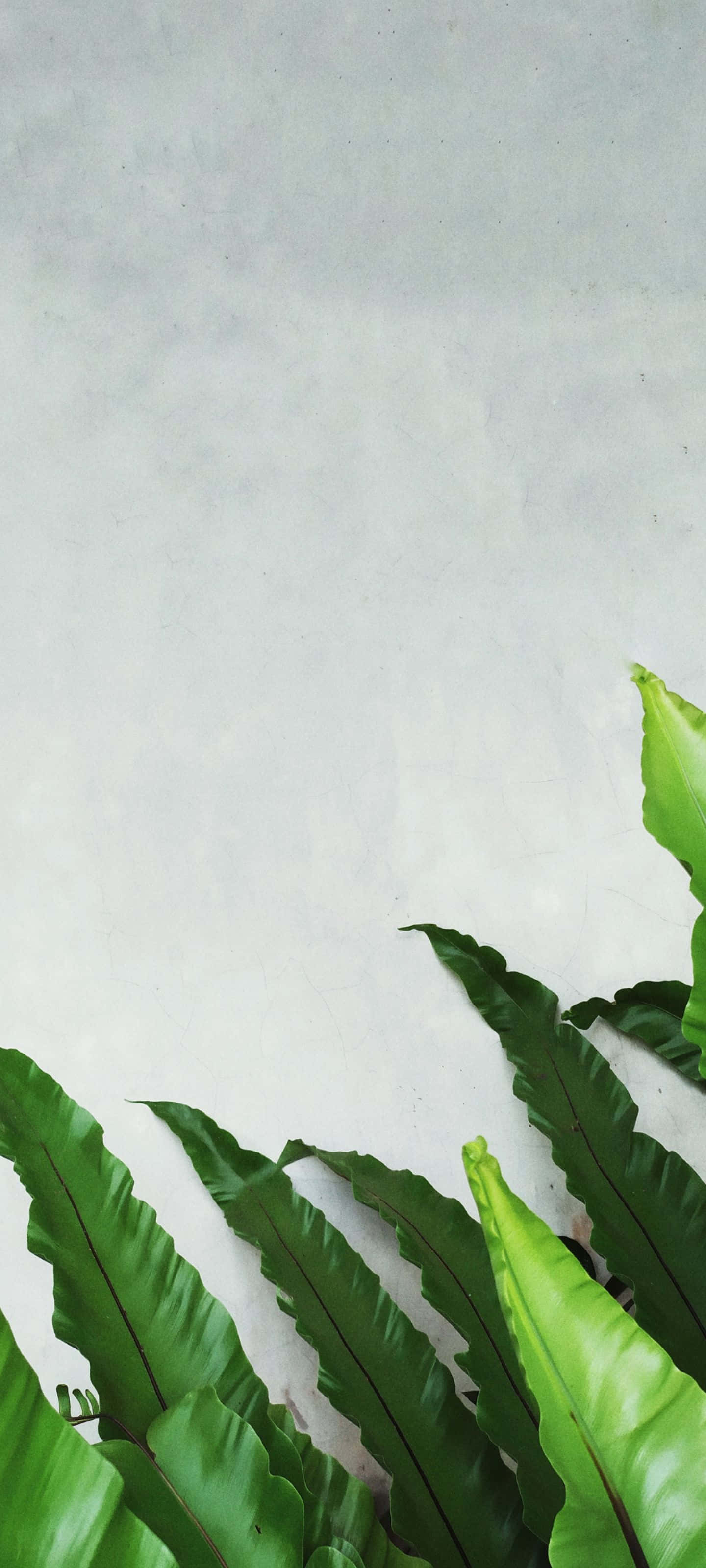 1440x3200 桌布 壁紙 — 充滿活力的綠色蕨類葉片在柔軟紋理的灰色牆壁上層疊而下，形成極簡植物構圖。