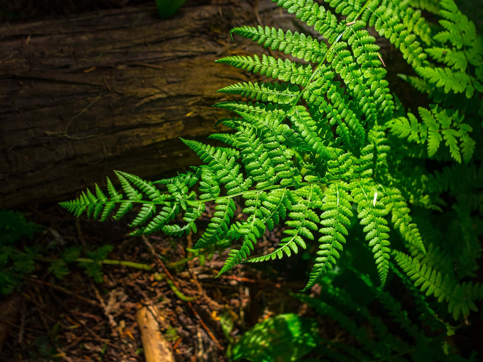 Green Fern 桌布 壁紙 — 充滿活力的綠色蕨類葉片在森林地面的紋理圓木上沐浴著斑駁的陽光。