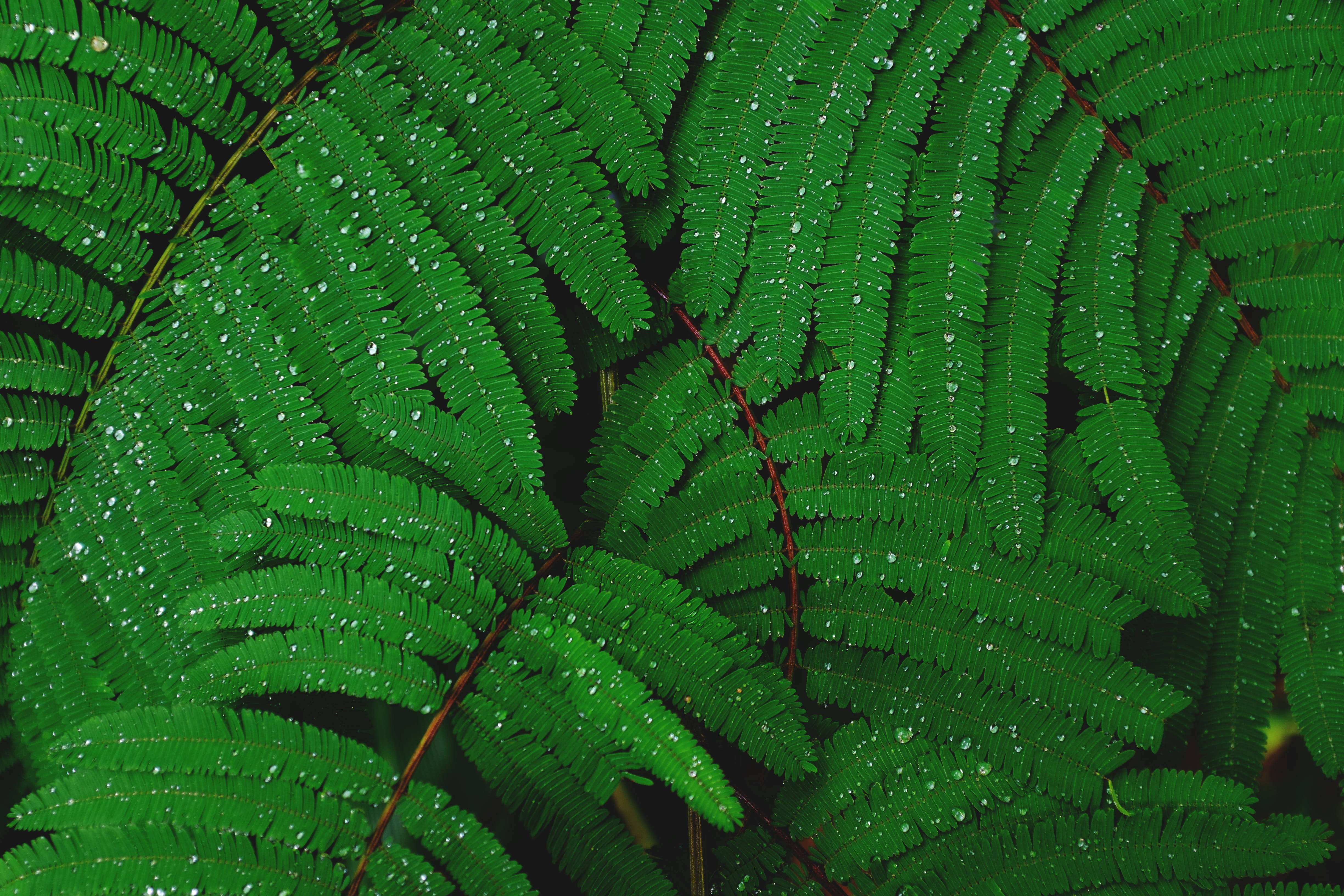 Plant Aesthetic 桌布 壁紙 — 充滿活力的綠色蕨類葉片在茂密的特寫自然紋理中閃爍著露珠。