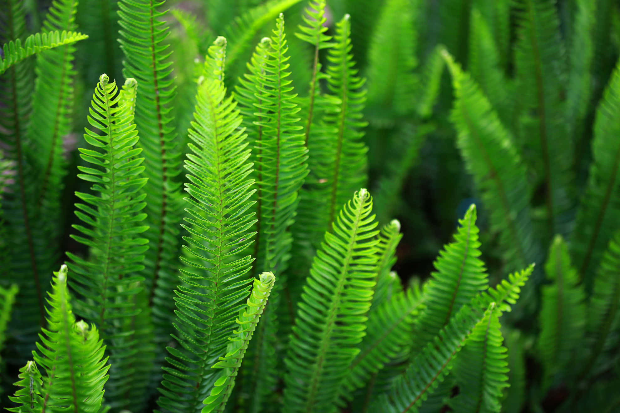 Green Fern 桌布 壁紙 — 充滿活力的綠色蕨類葉片帶有精緻的鋸齒邊緣，在柔和模糊的自然背景下優雅地升起。
