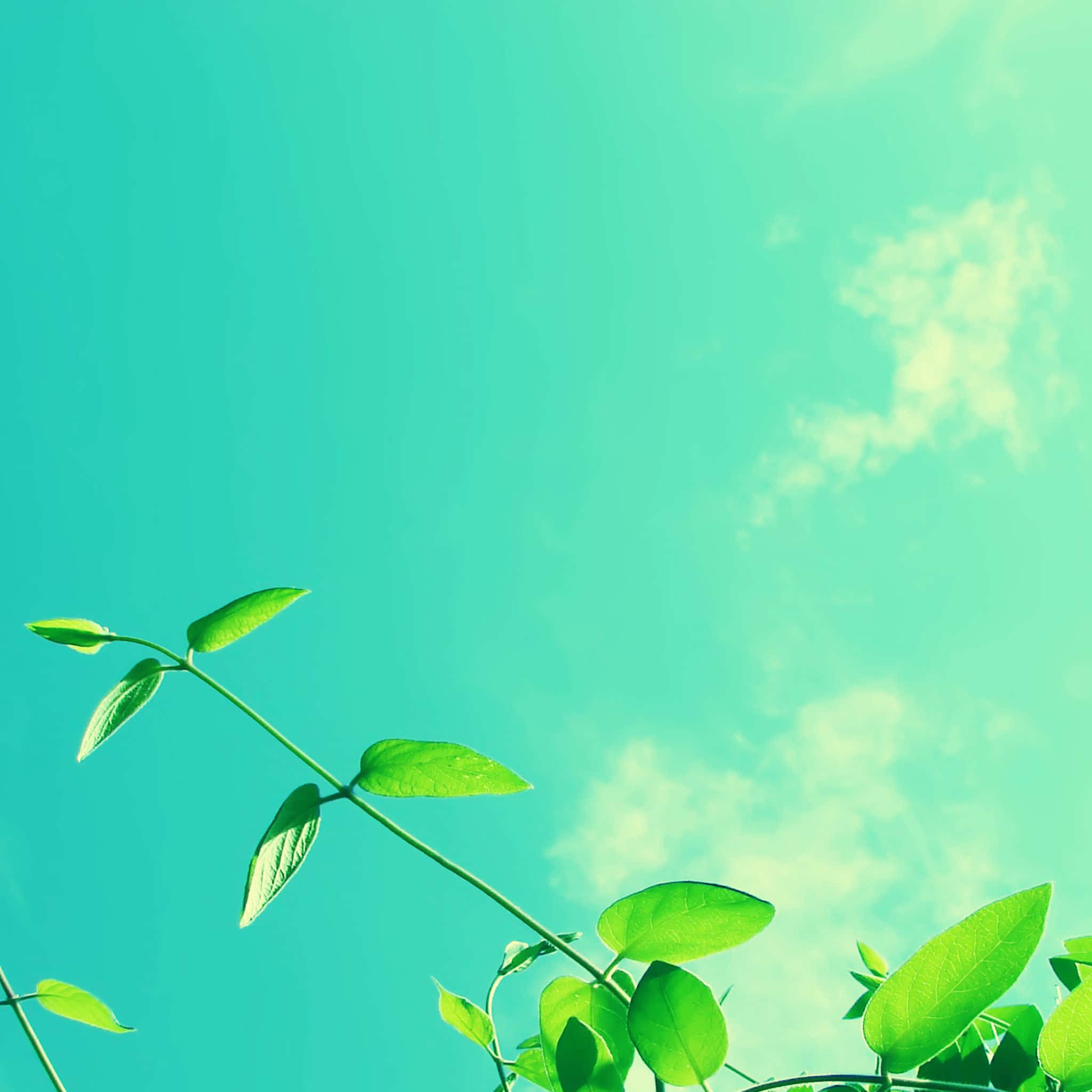 Spring Sky 桌布 壁紙 — 充滿活力的綠色藤蔓帶著新鮮葉子向上伸展，映襯著帶有柔和白色雲朵的明亮藍綠色天空。