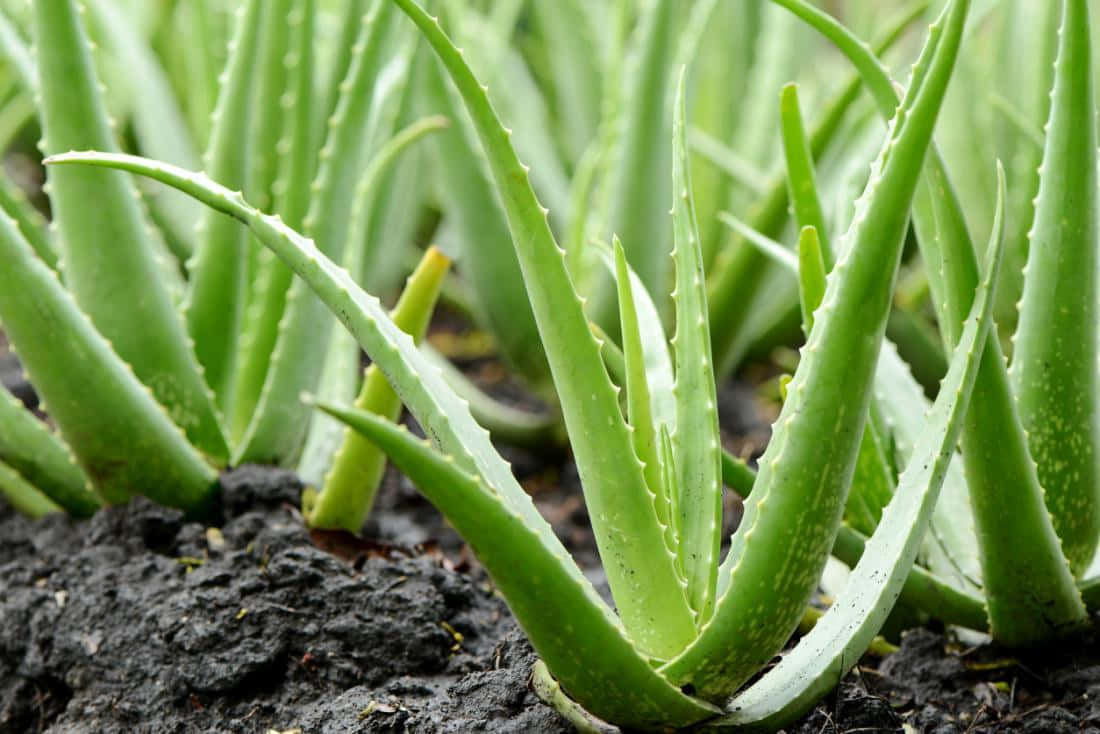 Aloe Vera 桌布 壁紙 — 充滿活力的綠色蘆薈植物特寫，葉片呈鋸齒狀，生長在肥沃的深色土壤中。