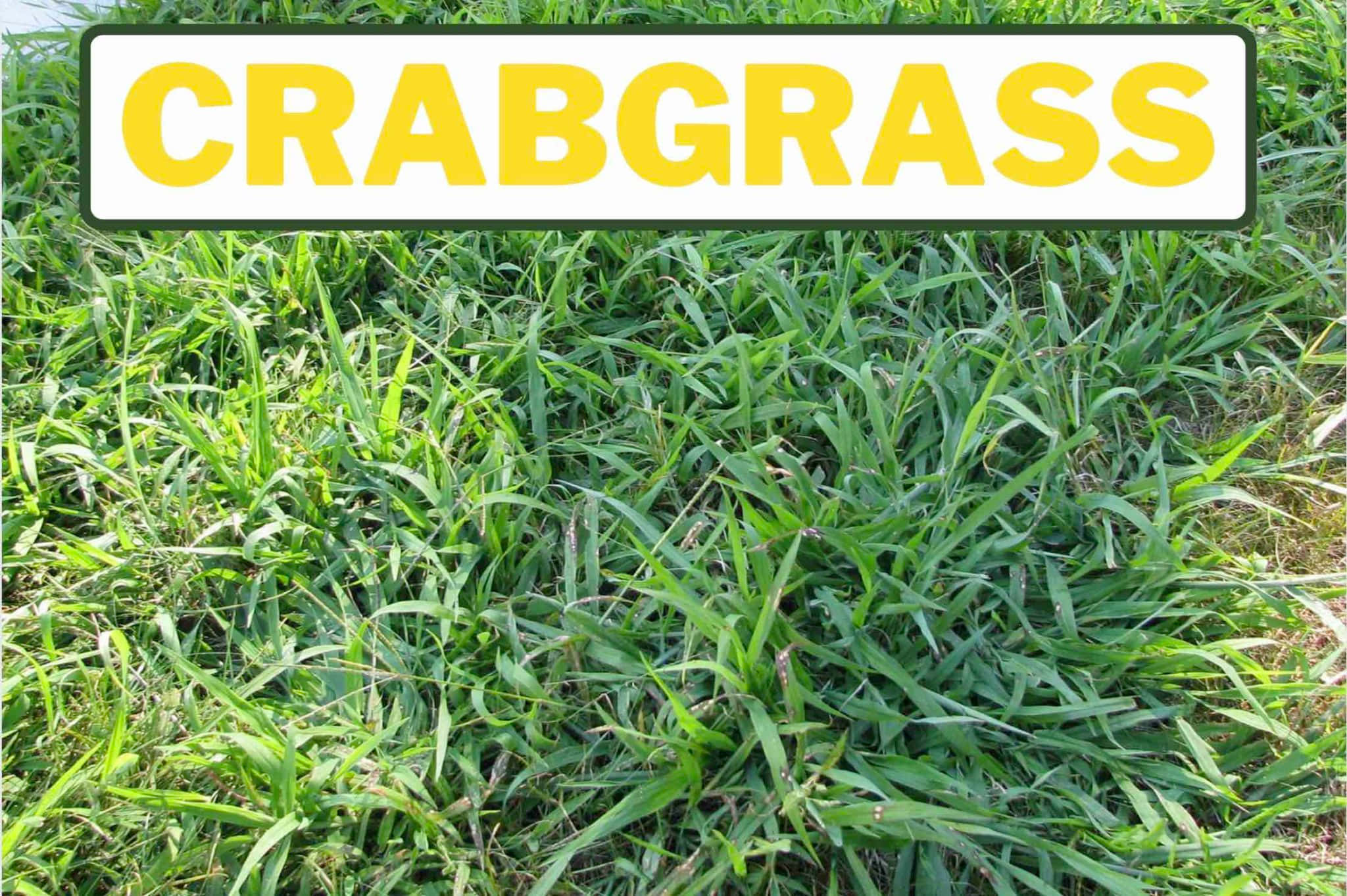 Grass 桌布 壁紙 — 充滿活力的綠色蟹草葉片在明亮的日光下密集地覆蓋地面，並有一個大膽的黃色標誌寫著蟹草。