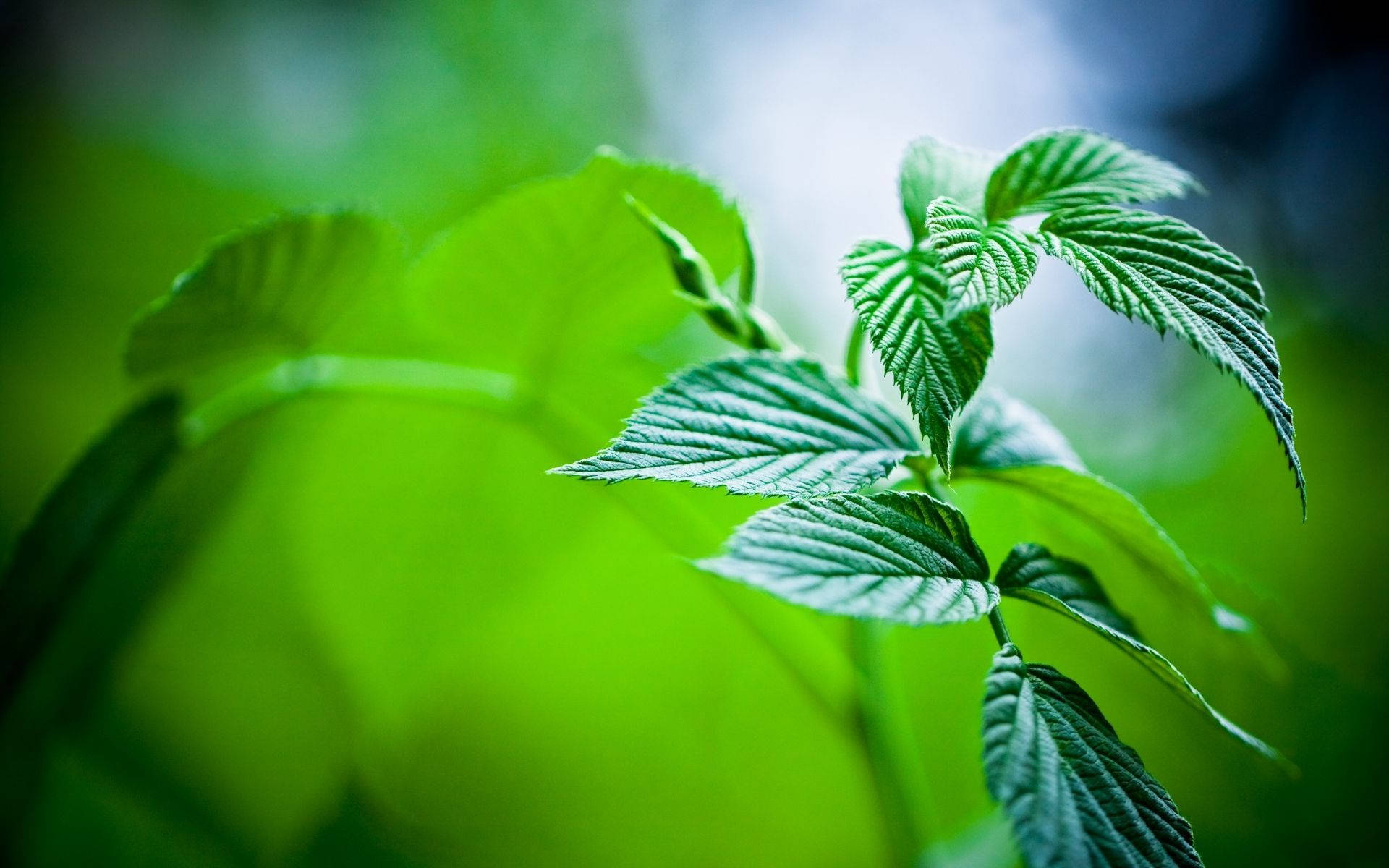Plant Aesthetic 桌布 壁紙 — 充滿活力的綠色覆盆子葉，帶有清晰的葉脈，在柔和模糊的森林背景下脫穎而出。