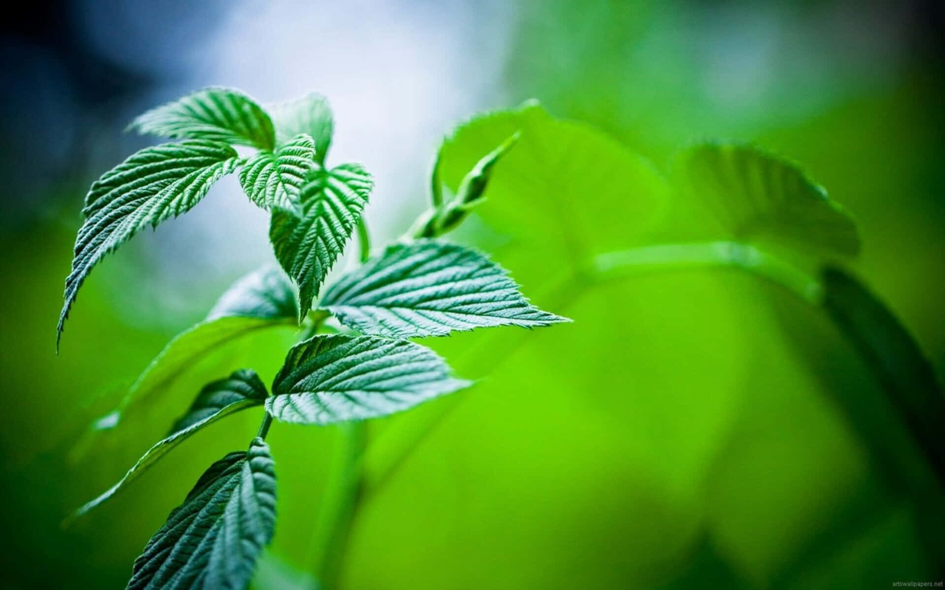 自然 桌布 壁紙 — 充滿活力的綠色覆盆子葉片，帶有細緻的葉脈，在柔和模糊的森林背景下脫穎而出。