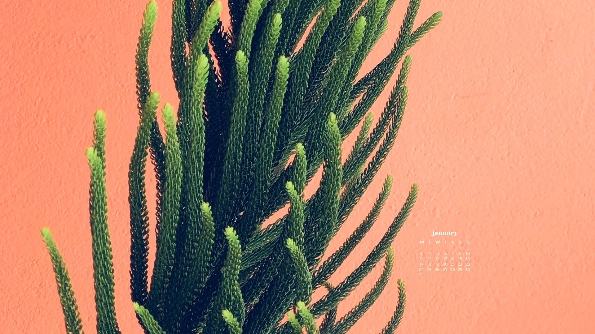 綠色松樹枝條的特寫，背景是帶有日曆的珊瑚色牆壁。 — 一月 GIF 壁紙