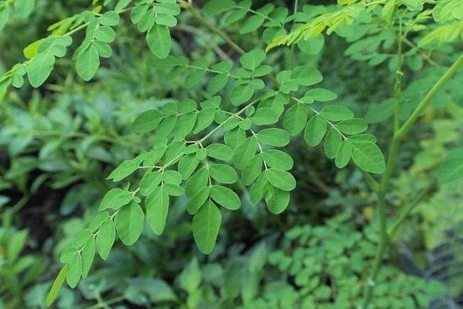 Green Leaves 桌布 壁紙 — 充滿活力的綠色辣木葉特寫，帶有細膩的葉脈，背景柔和模糊的自然環境。