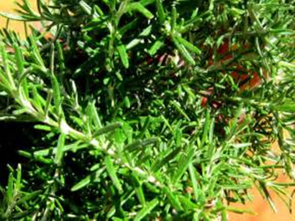 bushes 桌布 壁紙 — 充滿活力的綠色迷迭香枝條特寫，針狀葉片和木質莖。