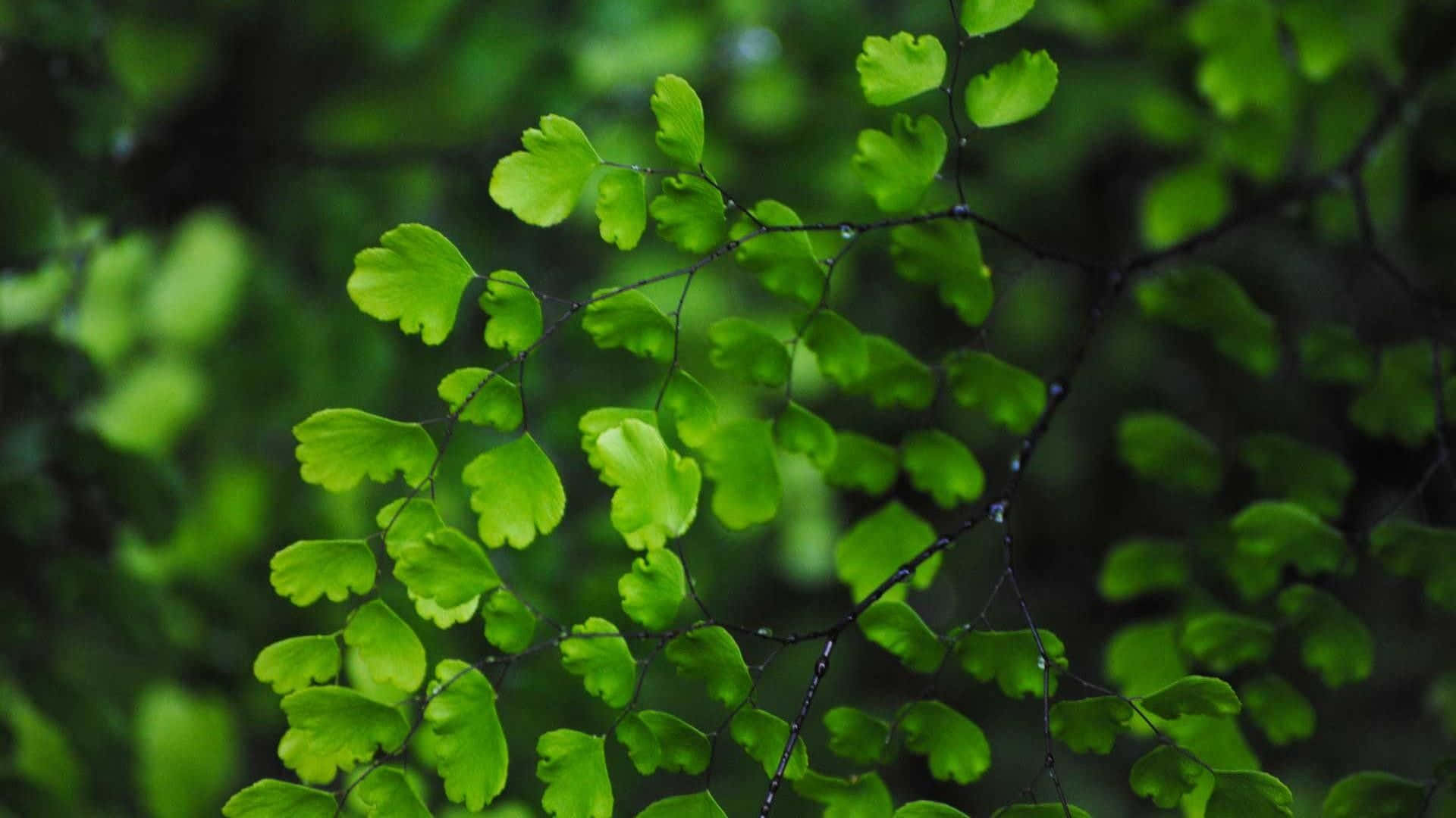 Leaves 桌布 壁紙 — 充滿活力的綠色鐵線蕨葉子在柔和模糊的森林背景下閃爍著露珠。