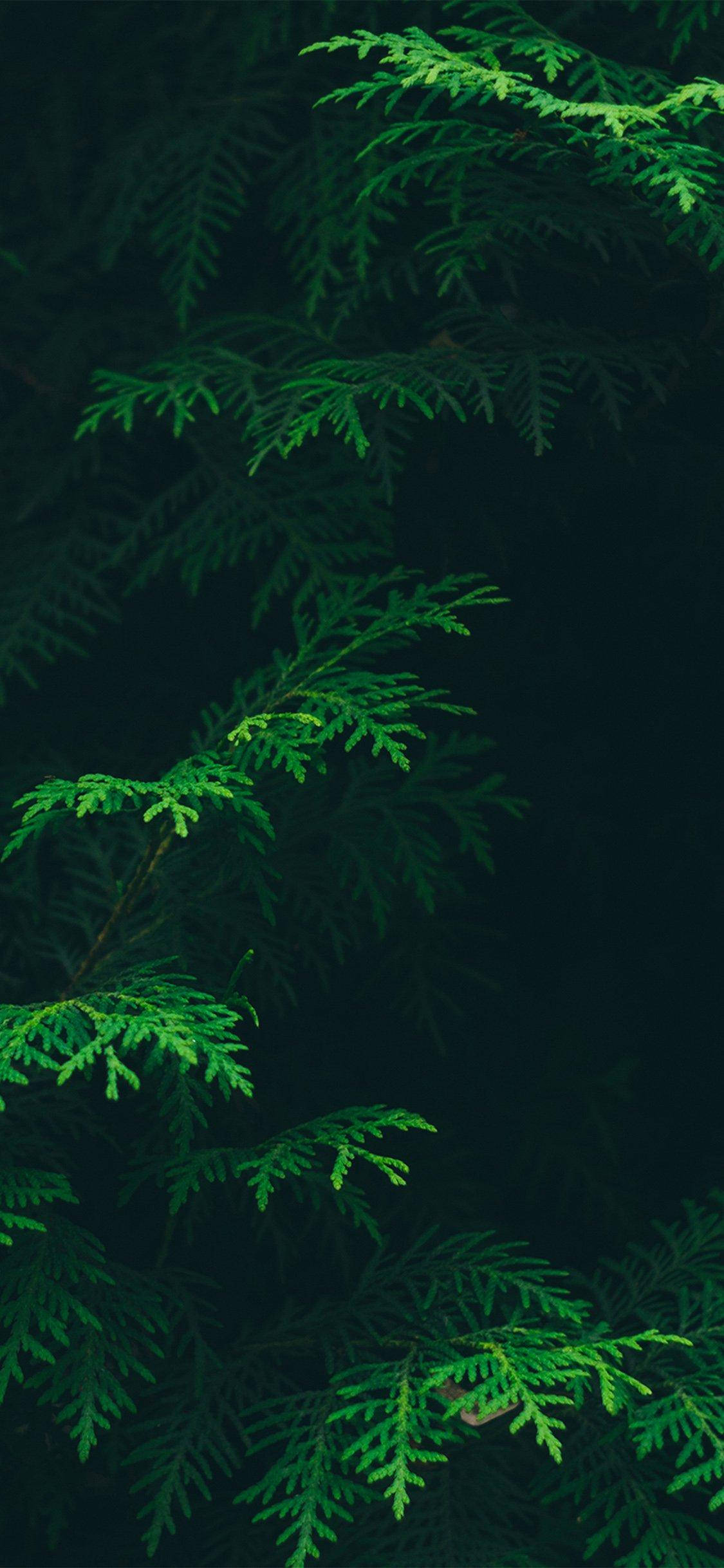 Leaves 桌布 壁紙 — 充滿活力的綠色雪松枝條在深沉陰暗的背景前發光，營造出陰鬱的森林場景。