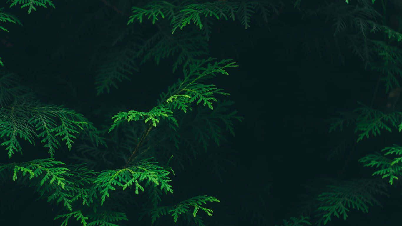 Green Aesthetic Desktop 桌布 壁紙 — 充滿活力的綠色雪松枝條在深邃陰暗的森林背景下柔和發光。
