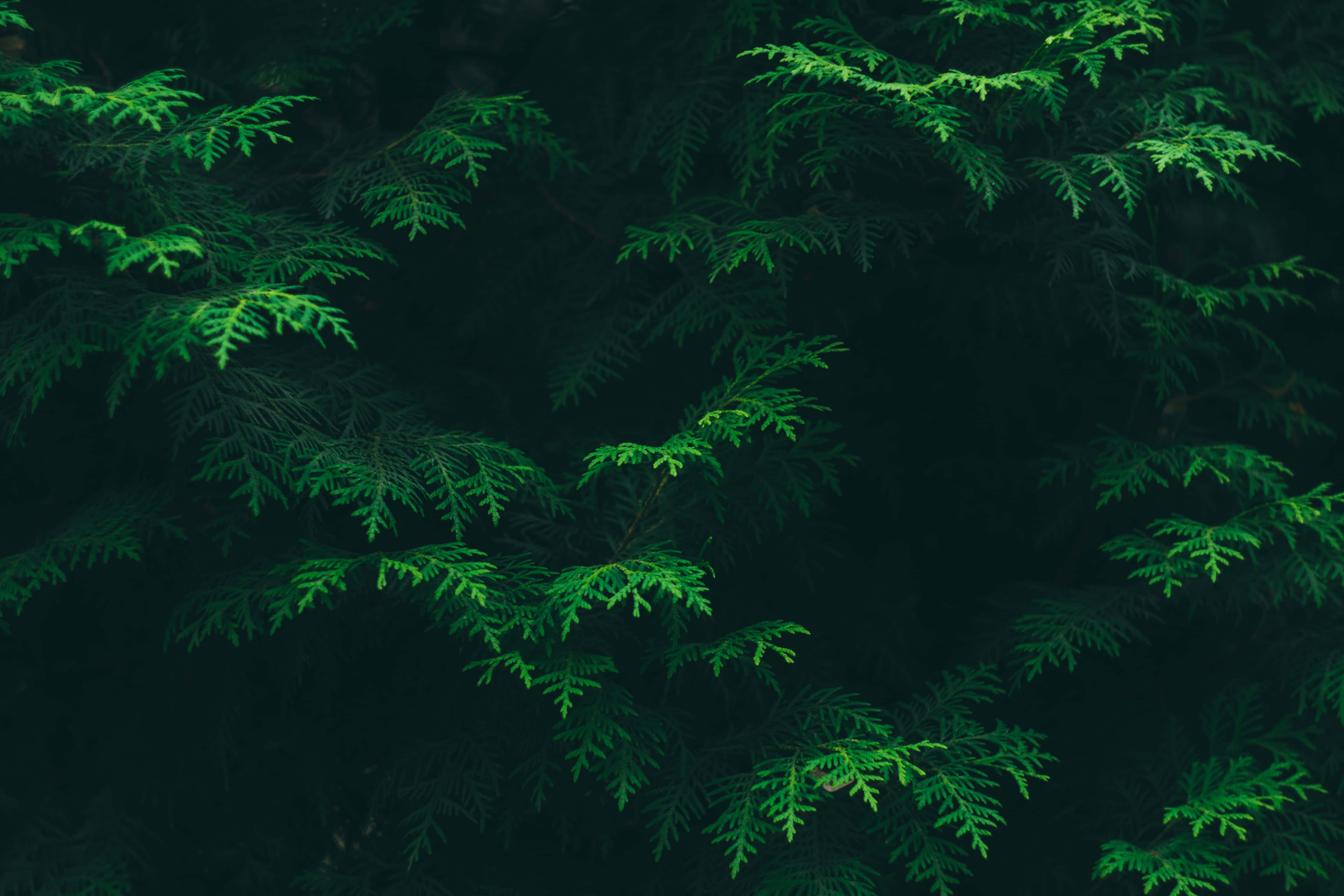 Green Jungle 桌布 壁紙 — 充滿活力的綠色雪松枝條在深邃陰暗的森林背景下發光，營造出寧靜的自然紋理。