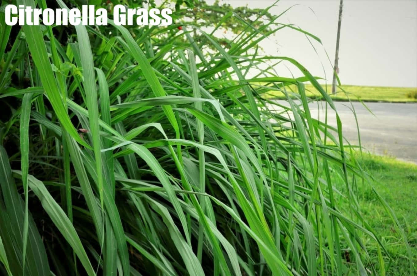 Grass 桌布 壁紙 — 充滿活力的綠色香茅草在前景搖曳，背景是模糊的路邊和天空。