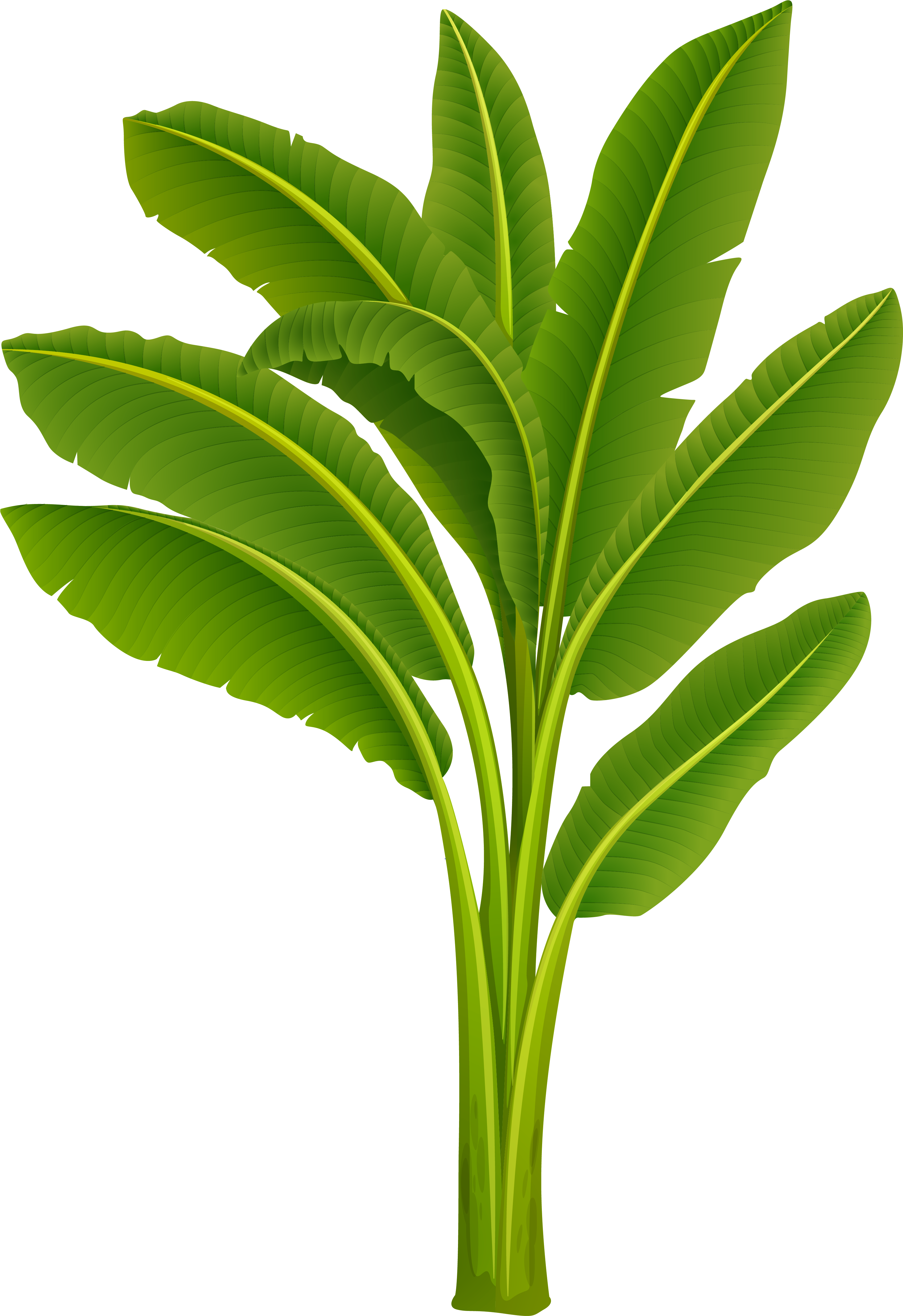 Banana Tree 桌布 壁紙 — 充滿活力的綠色香蕉植物，粗壯的莖上長出大片有光澤的葉子，襯托在純黑色背景上。
