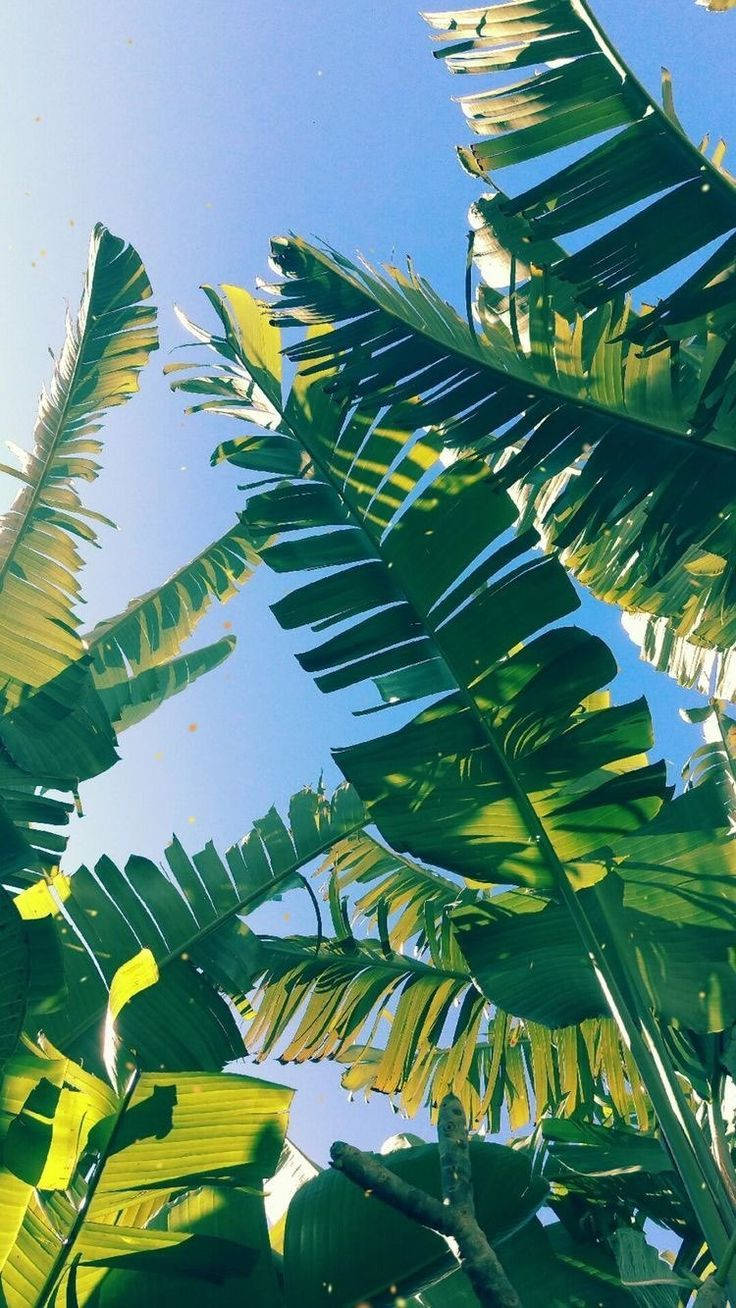 Leaves 桌布 壁紙 — 充滿活力的綠色香蕉葉在陽光普照的熱帶環境中，拱形伸展在清澈的藍天下。