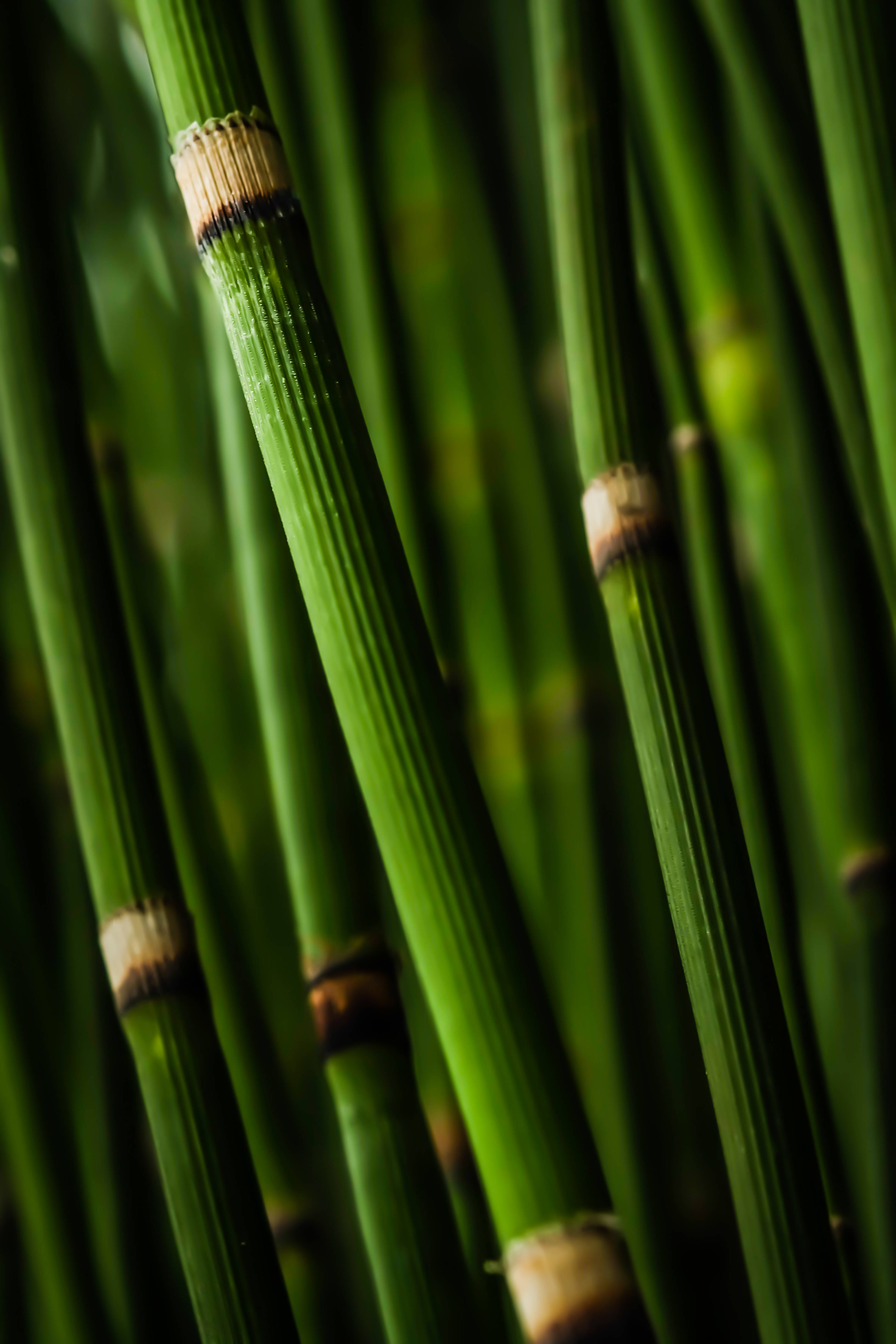 Bamboo 桌布 壁紙 — 充滿活力的綠色馬尾草莖特寫，帶有紋理節點和柔和模糊背景。