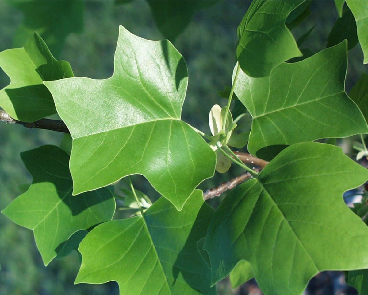 Tulip Tree 桌布 壁紙 — 充滿活力的綠色鵝掌楸葉，帶有複雜的葉脈和陽光斑駁的柔和陰影。