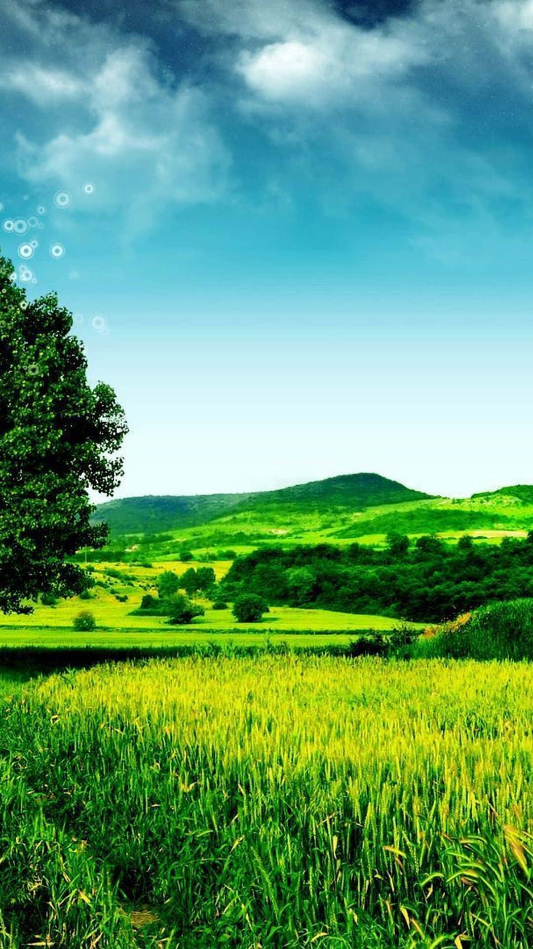 hill view 桌布 壁紙 — 充滿活力的綠色麥田延伸至起伏的丘陵，上方是明亮的藍天和蓬鬆的白雲。