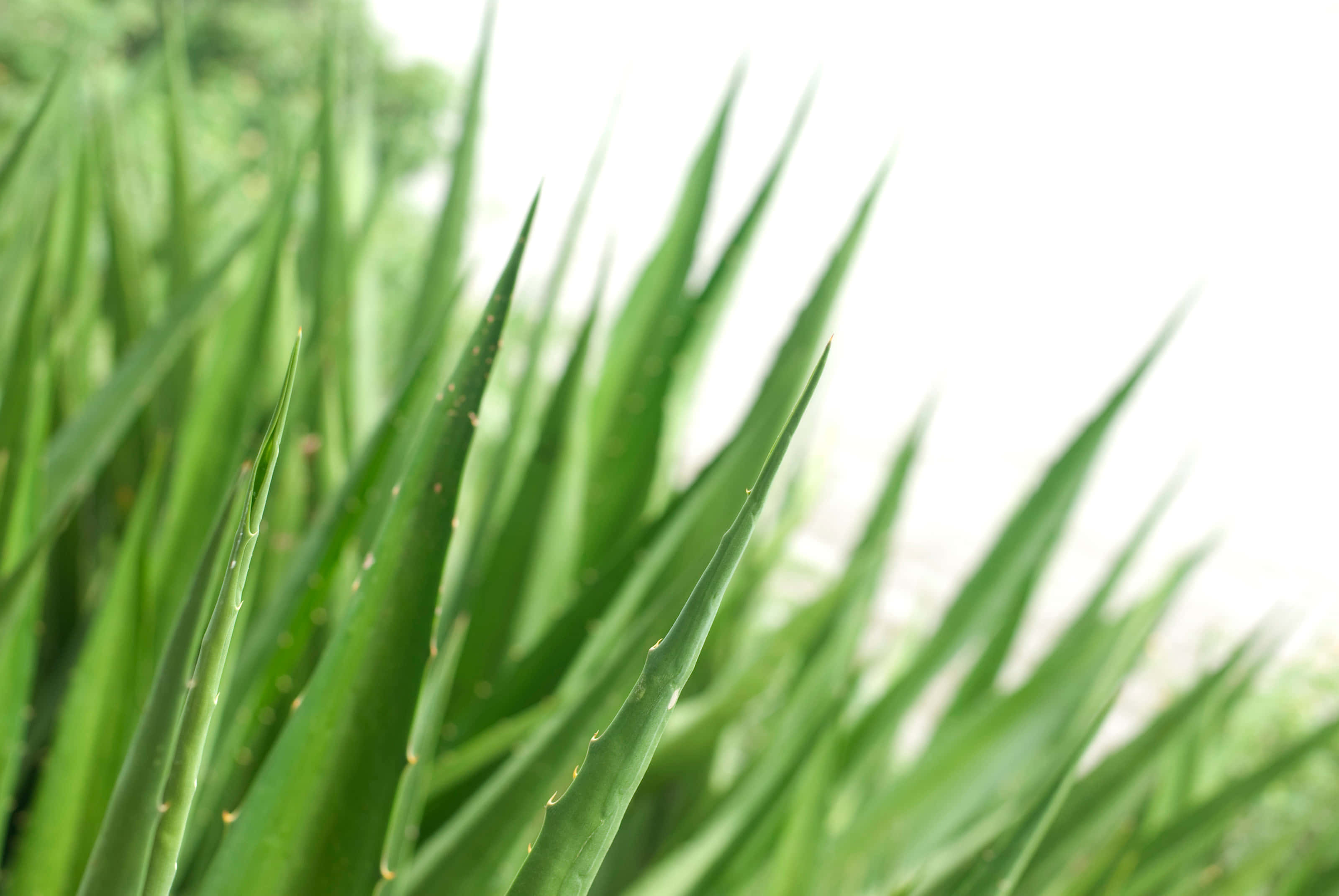 Aloe Vera 桌布 壁紙 — 充滿活力的綠色龍舌蘭葉片，尖端鋒利，帶有微妙的棕色斑點，在明亮的白色背景下呈現柔焦效果。