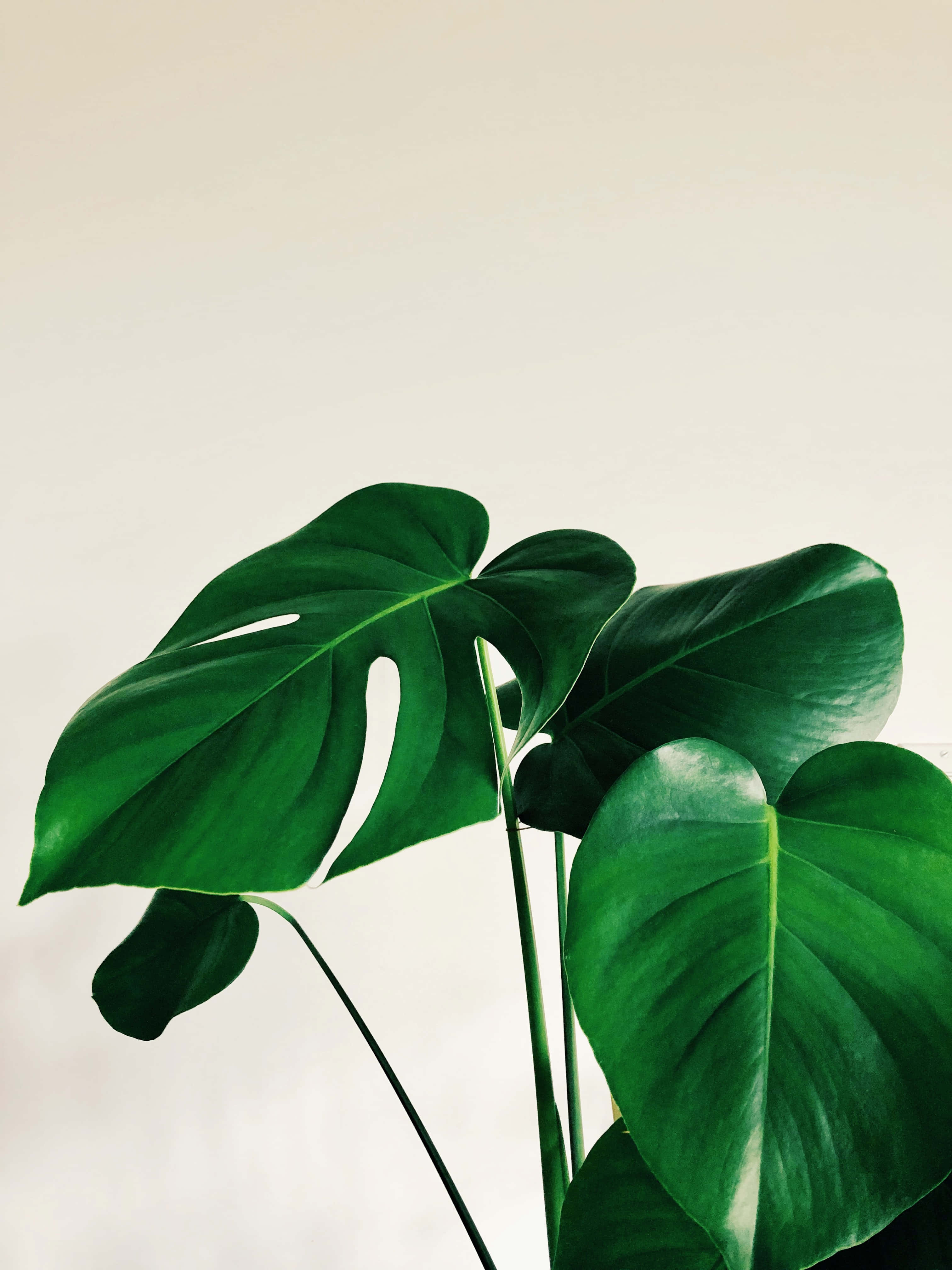 Tropical Leaves 桌布 壁紙 — 充滿活力的綠色龜背竹葉，帶有自然裂縫和光澤質感，在柔和的純色背景上脫穎而出。