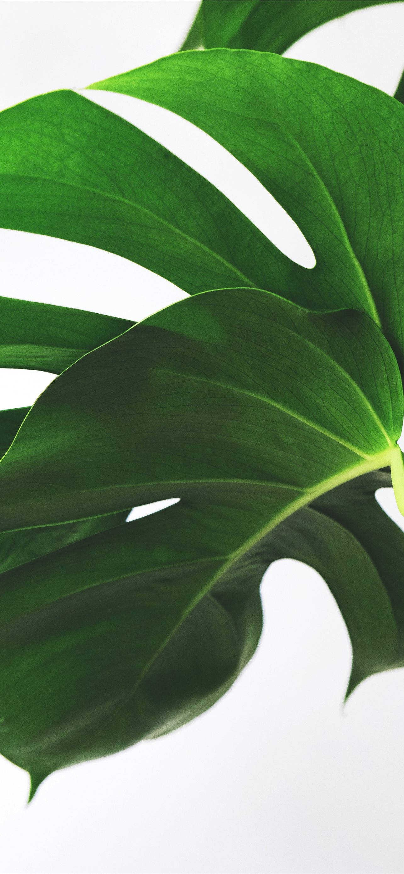 Plant iPhone 桌布 壁紙 — 充滿活力的綠色龜背竹葉，帶有自然裂縫和葉脈，在潔淨的白色背景上格外突出。