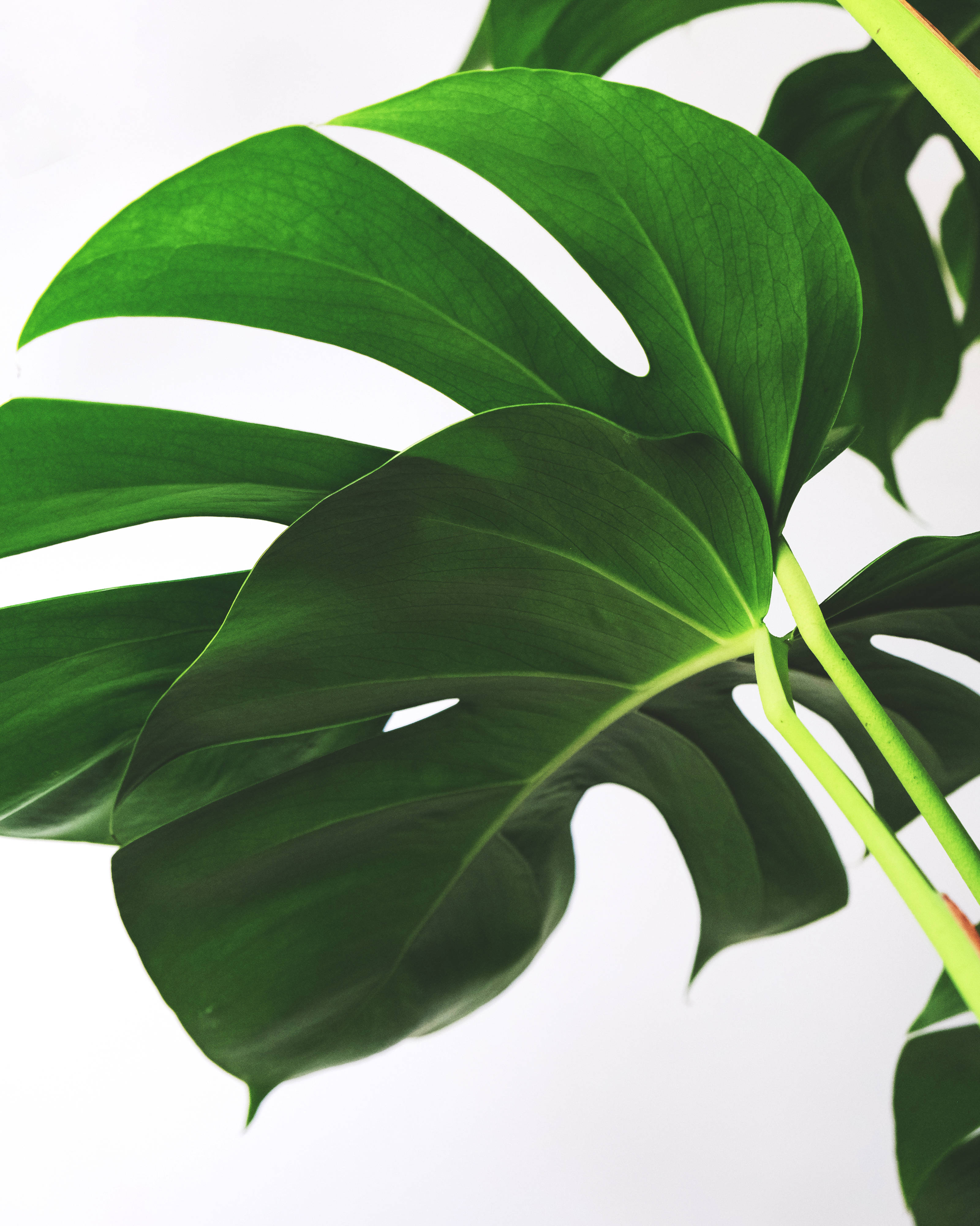 Plant 桌布 壁紙 — 充滿活力的綠色龜背竹葉，帶有自然裂縫和葉脈，在潔白的背景上脫穎而出。