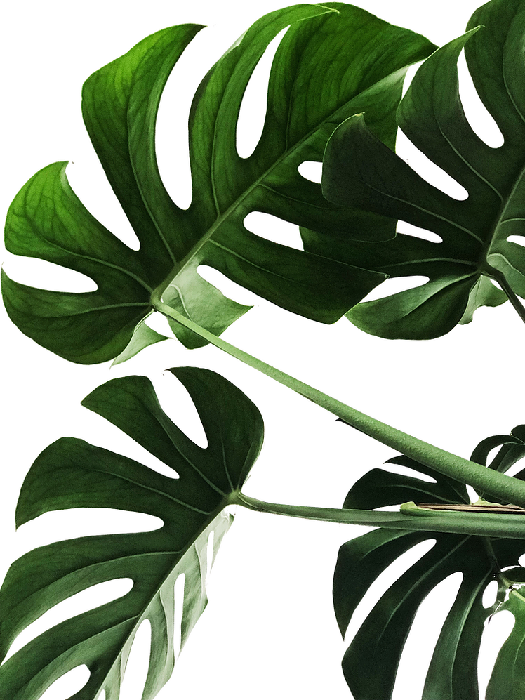 Monstera Plant 桌布 壁紙 — 充滿活力的綠色龜背竹葉，邊緣呈鋸齒狀，帶有露珠，在純黑背景下閃耀。