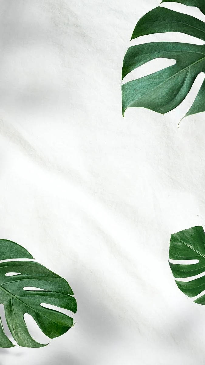 Plant Aesthetic 桌布 壁紙 — 充滿活力的綠色龜背竹葉優雅地放置在柔軟有紋理的白色布料背景上。