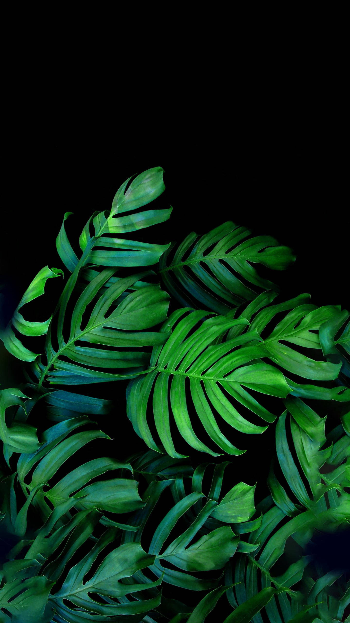 Green Leaves 桌布 壁紙 — 充滿活力的綠色龜背竹葉在深黑色背景下以戲劇性的特寫發光。