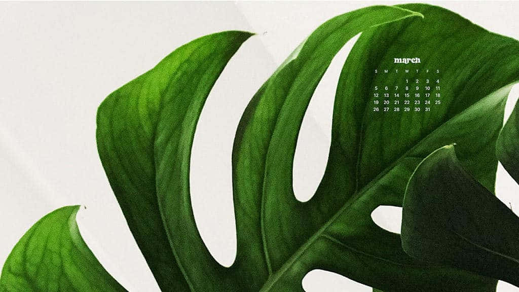 March Desktop 桌布 壁紙 — 充滿活力的綠色龜背竹葉片框住一個簡約的三月日曆，背景為柔和的白色。