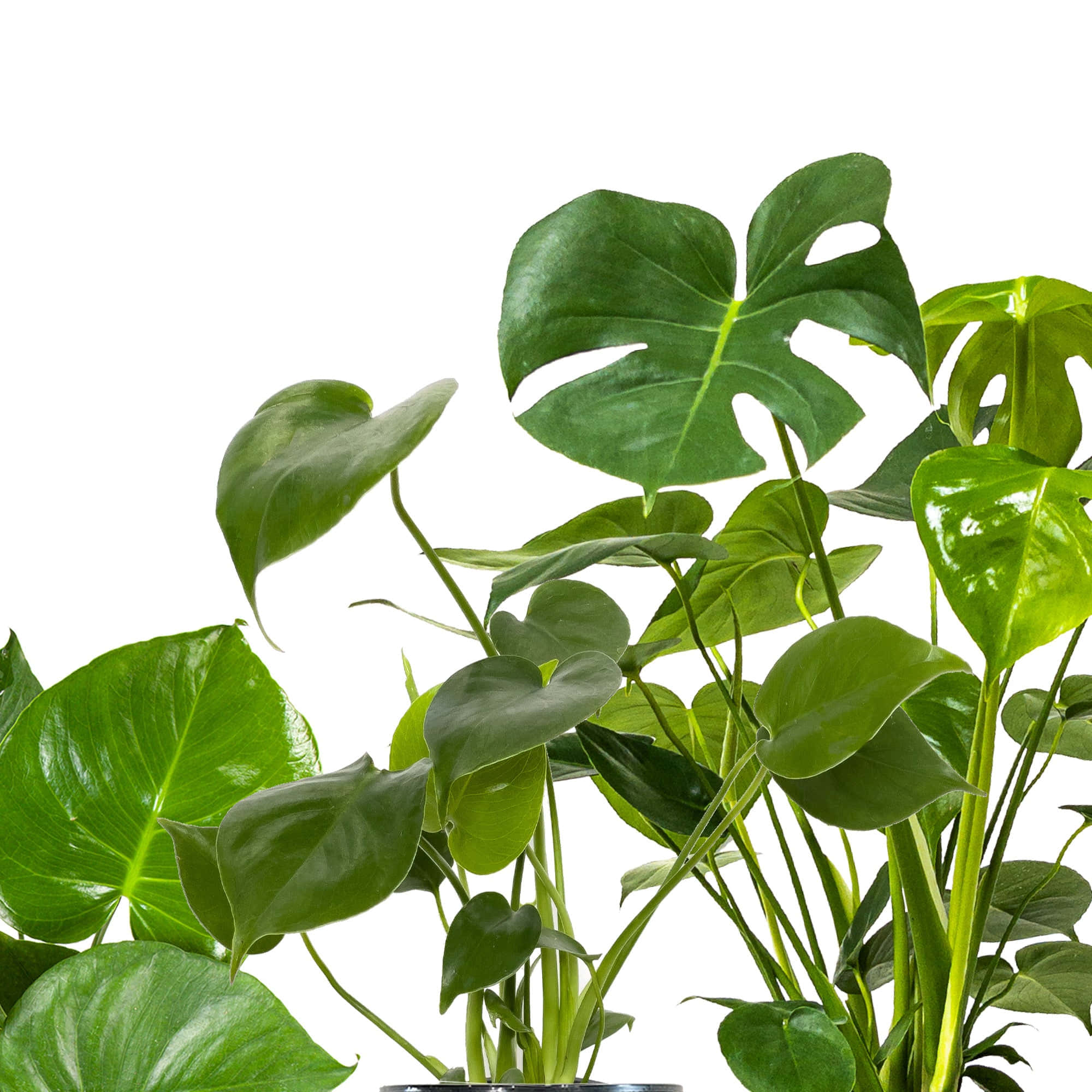 龜背芋 桌布 壁紙 — 充滿活力的綠色龜背芋植物，大而光亮的葉子襯托在純白背景上。