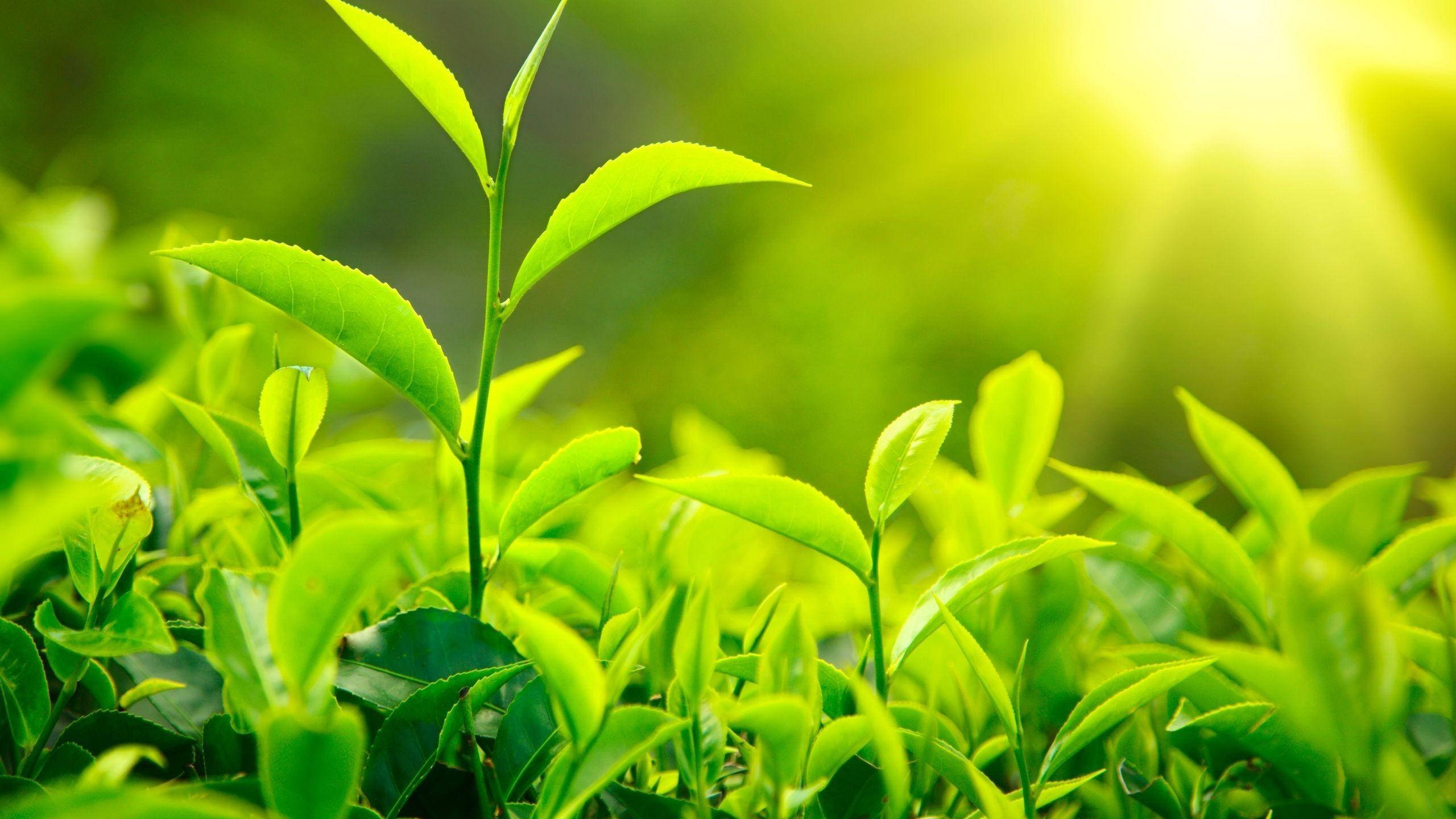 tea 桌布 壁紙 — 充滿活力的綠茶葉在溫暖的陽光下沐浴，背景柔和散景。